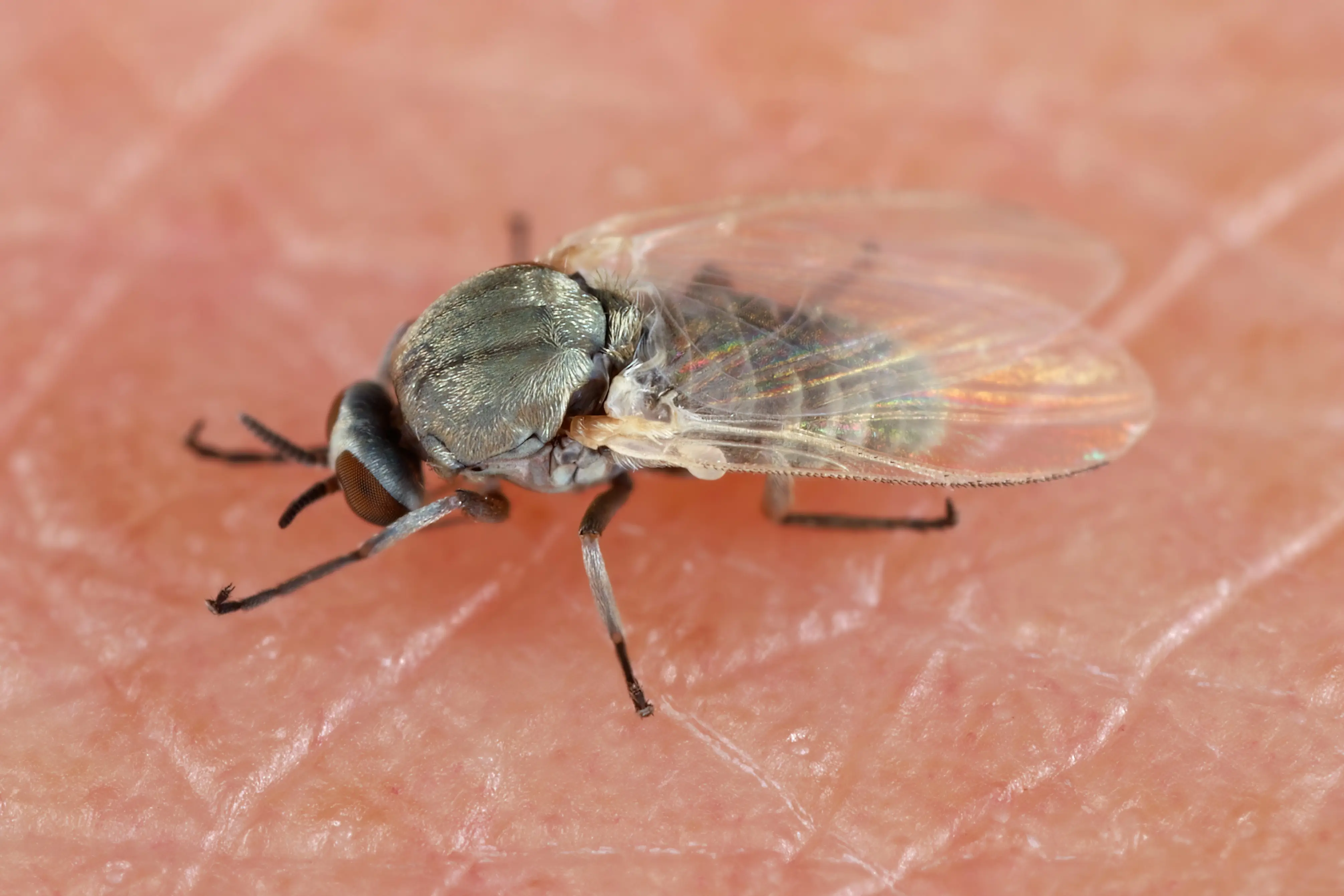 Do Gnats Bite Humans and Are They Dangerous?