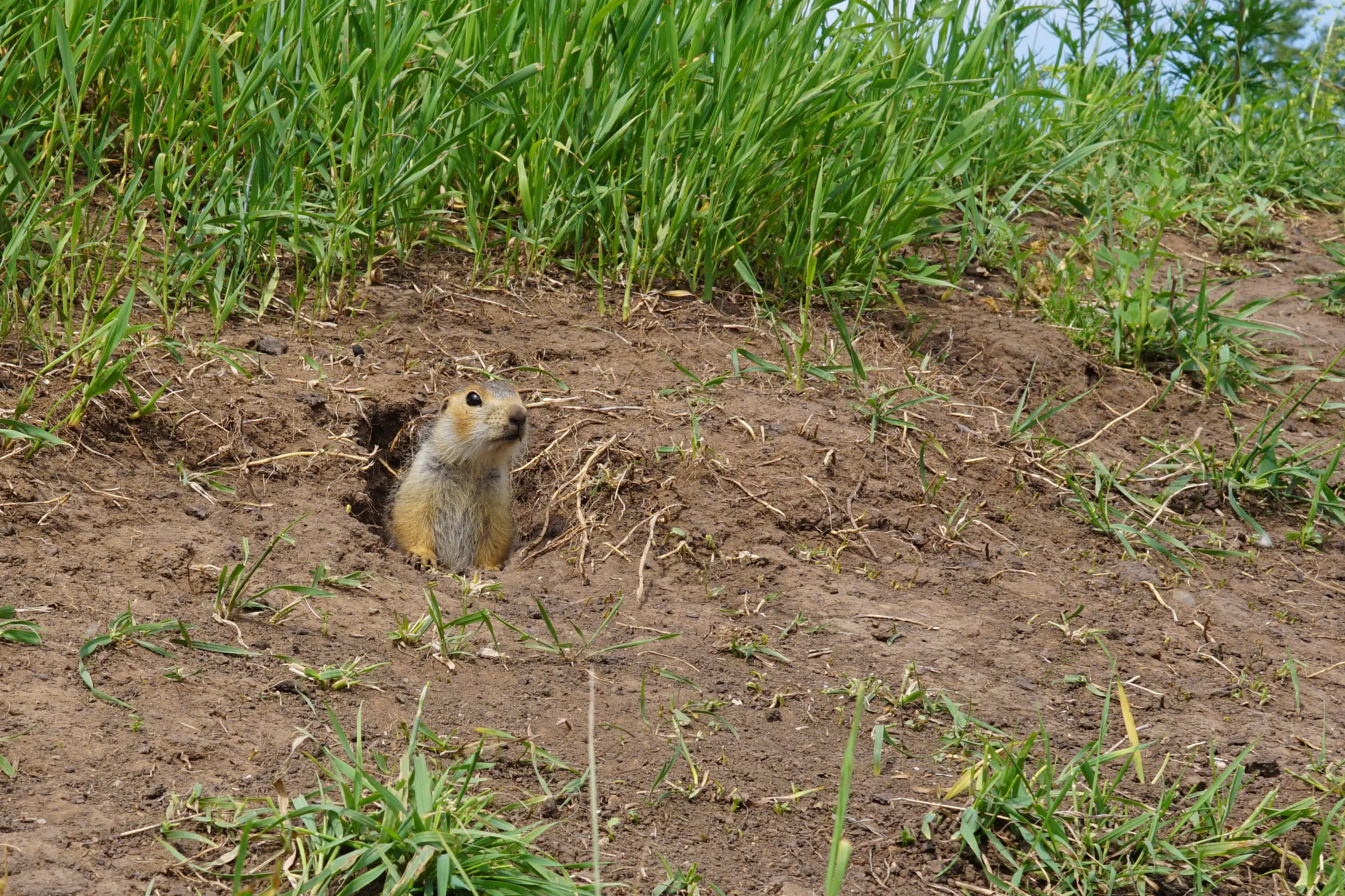 Professional gopher control technician inspecting lawn for gopher activity and tunnel systems