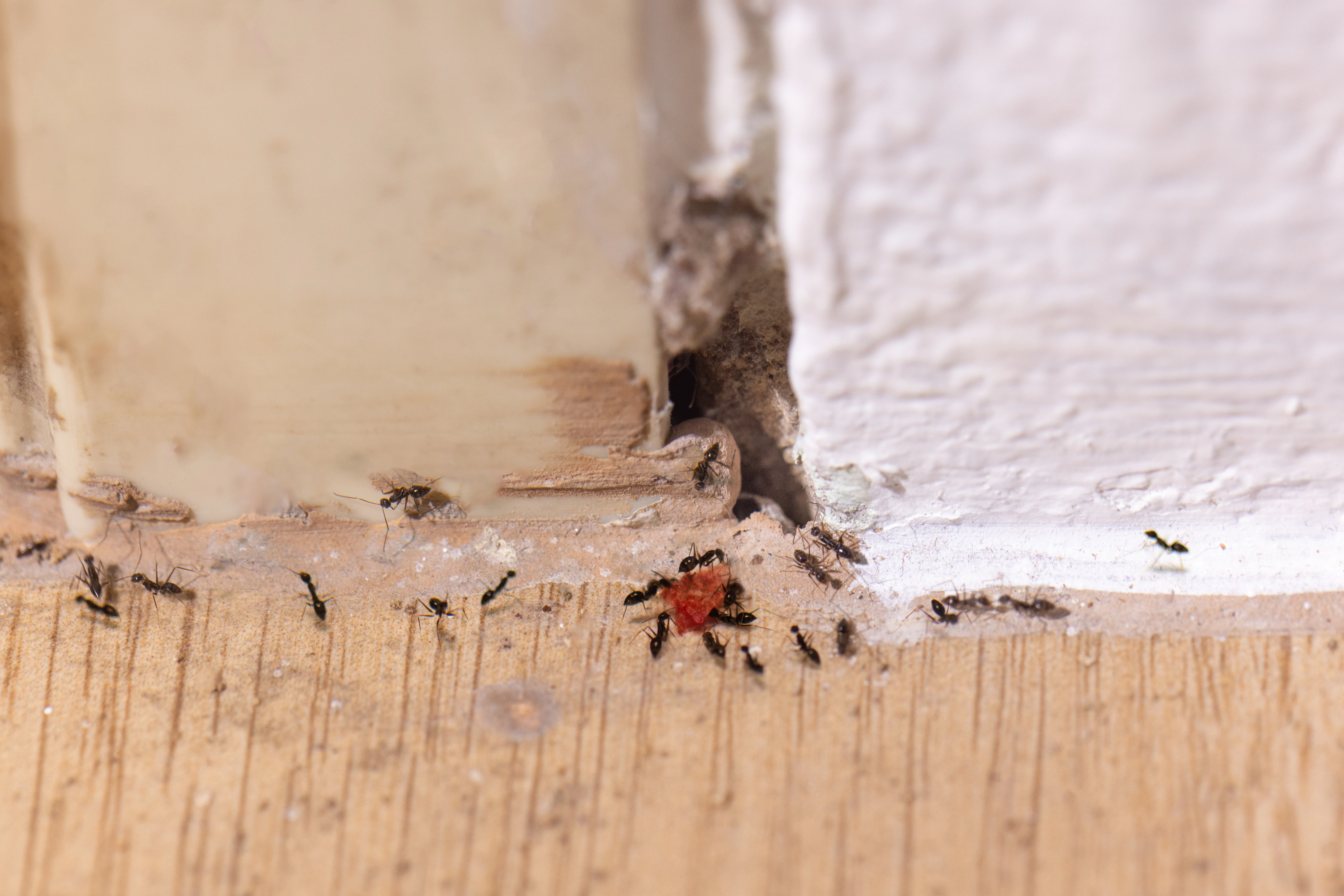 How Do Ants Get in the House? Complete Entry Point Guide