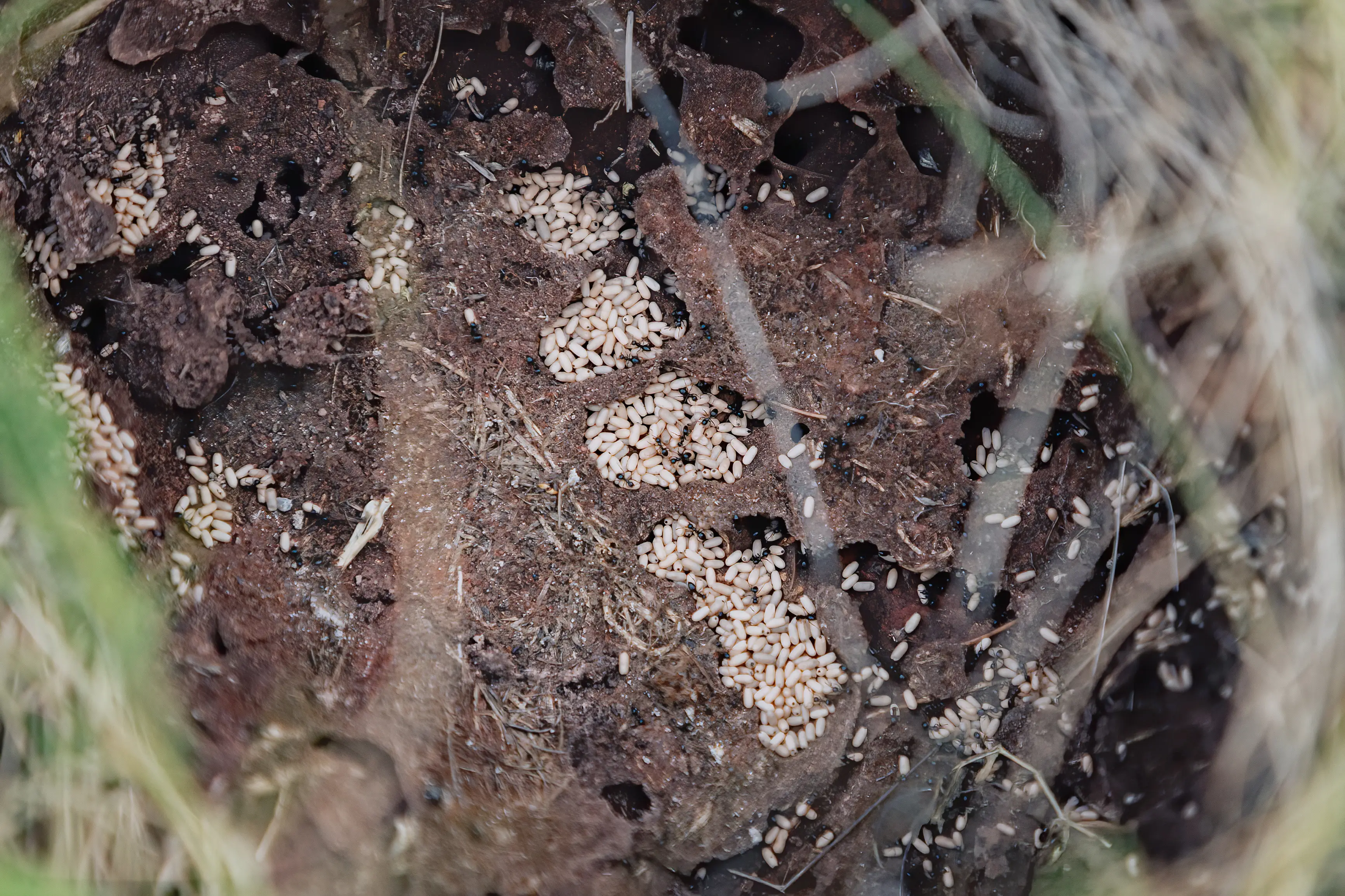 How Many Ants Are in a Colony? Complete Guide to Ant Colony Size