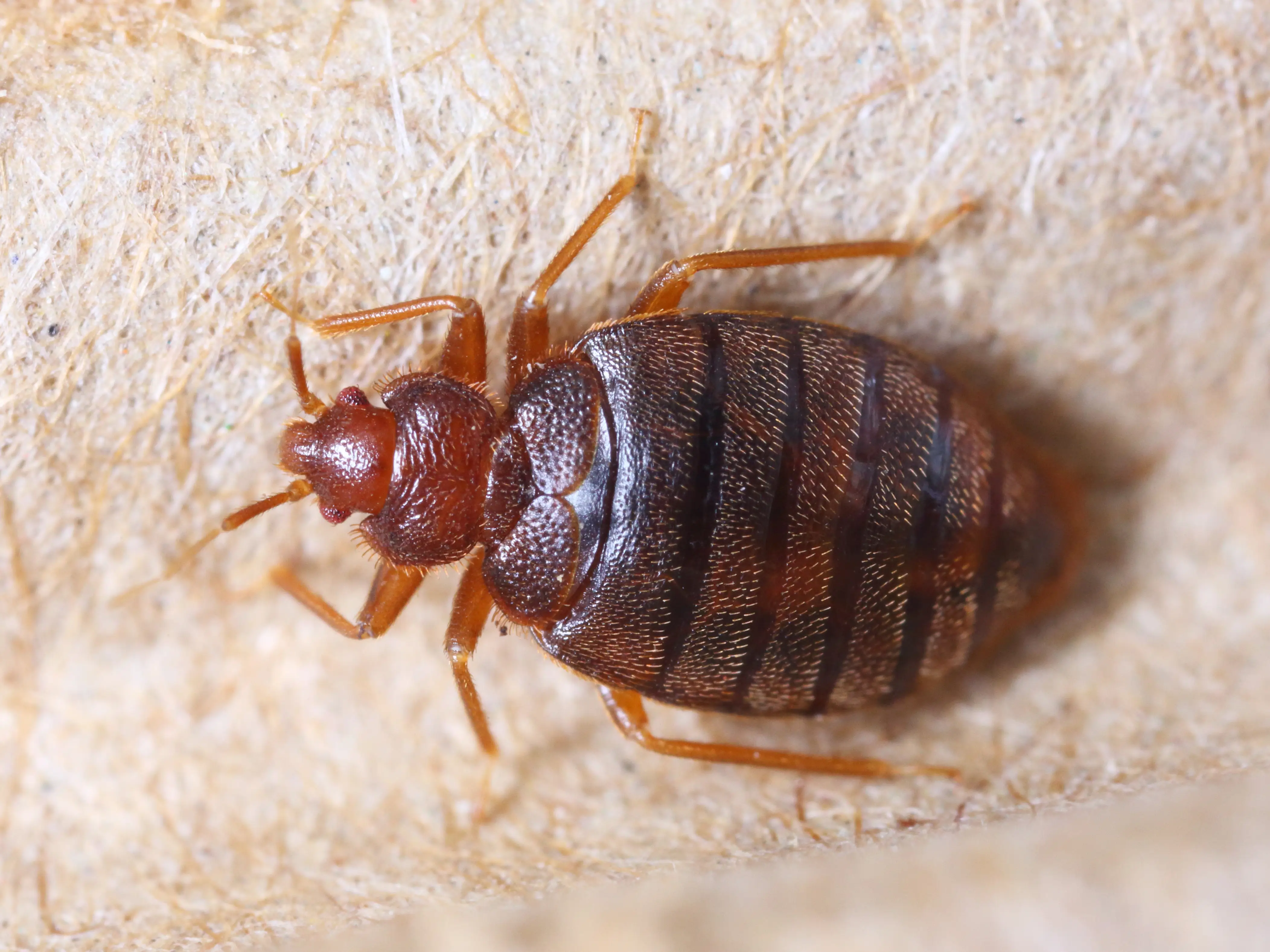 How to Check for Bed Bugs: Complete Inspection Guide
