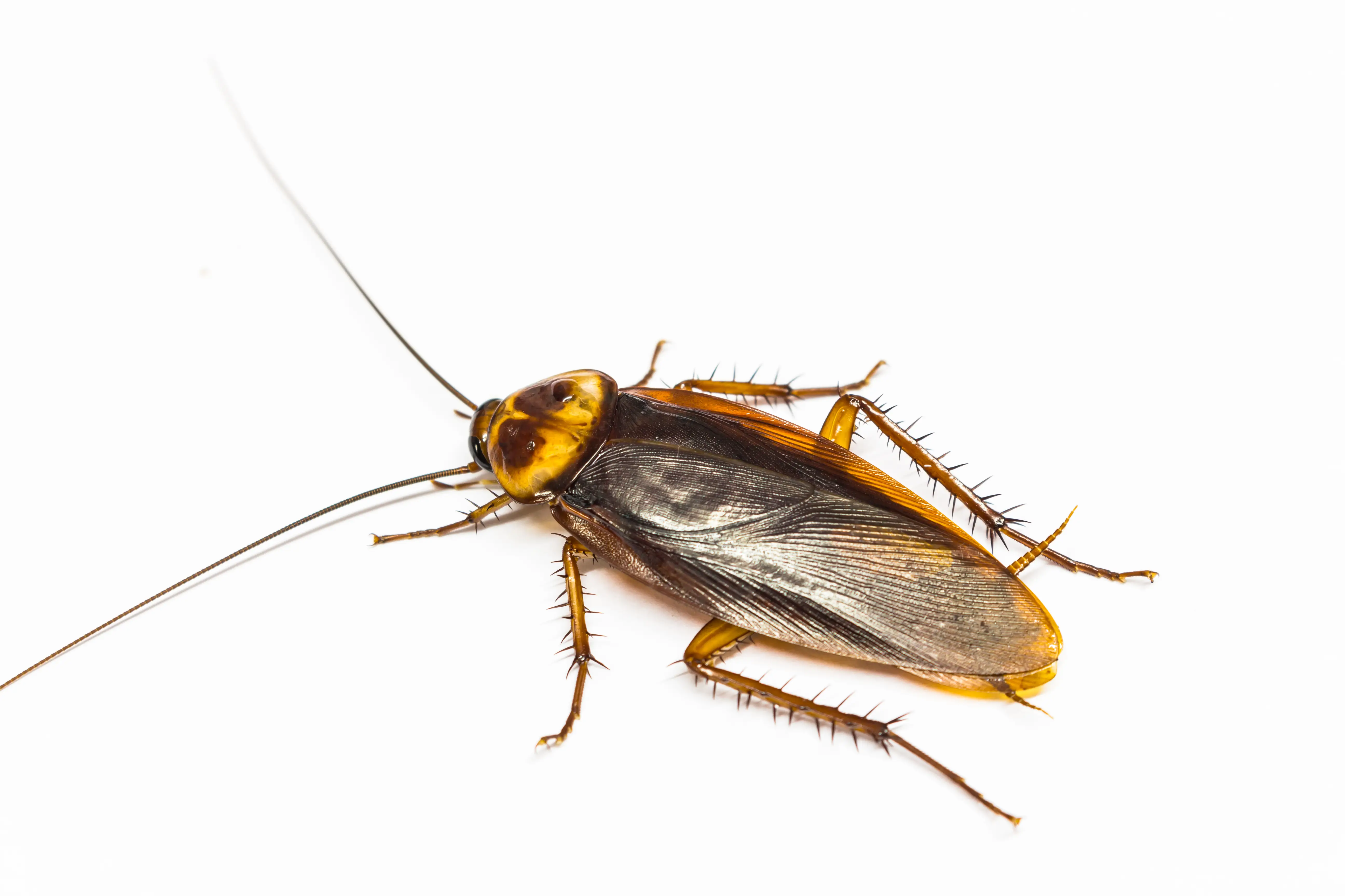 How to Get Rid of Cockroaches: Complete Treatment Guide