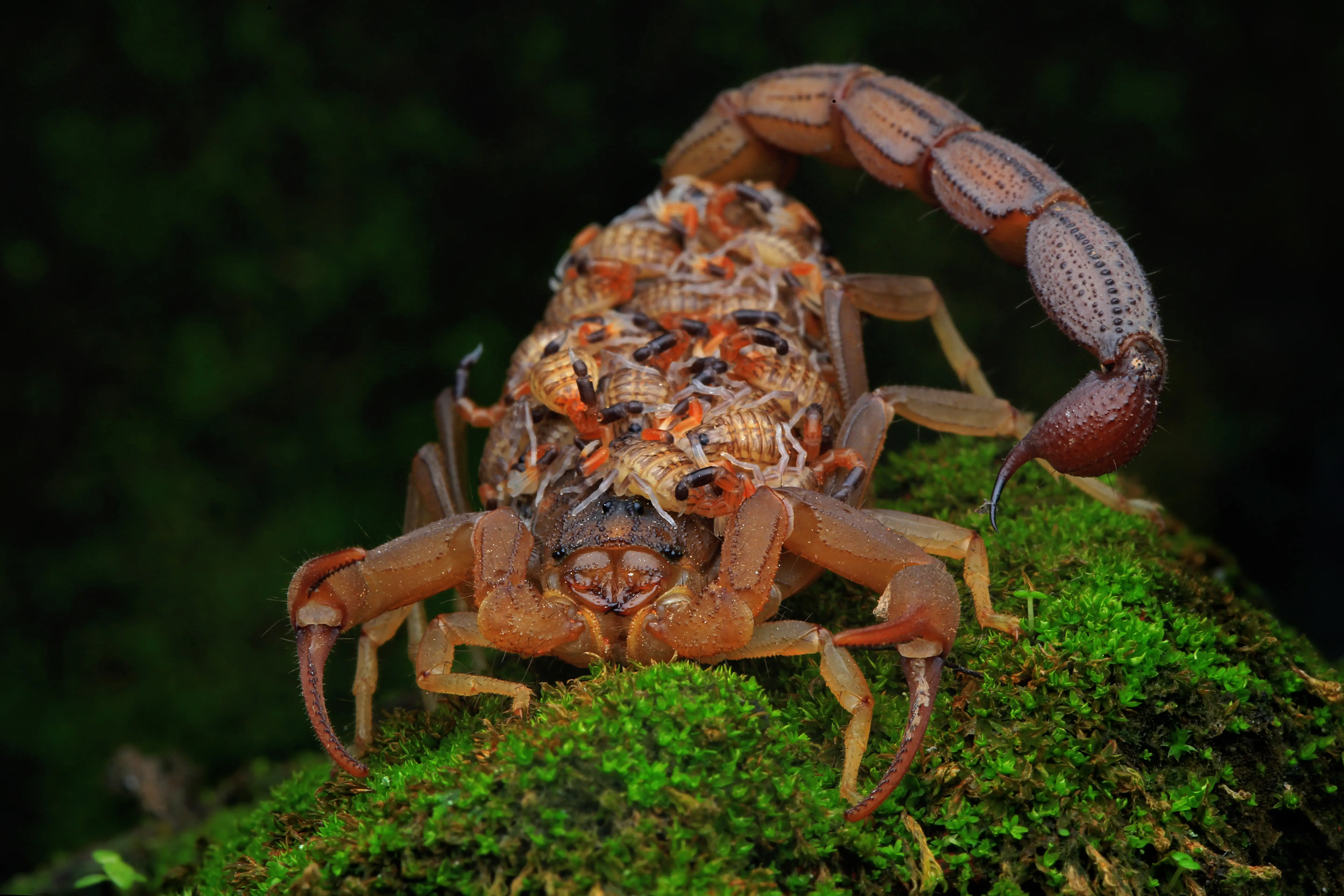 Scorpion representing scorpion control and elimination methods