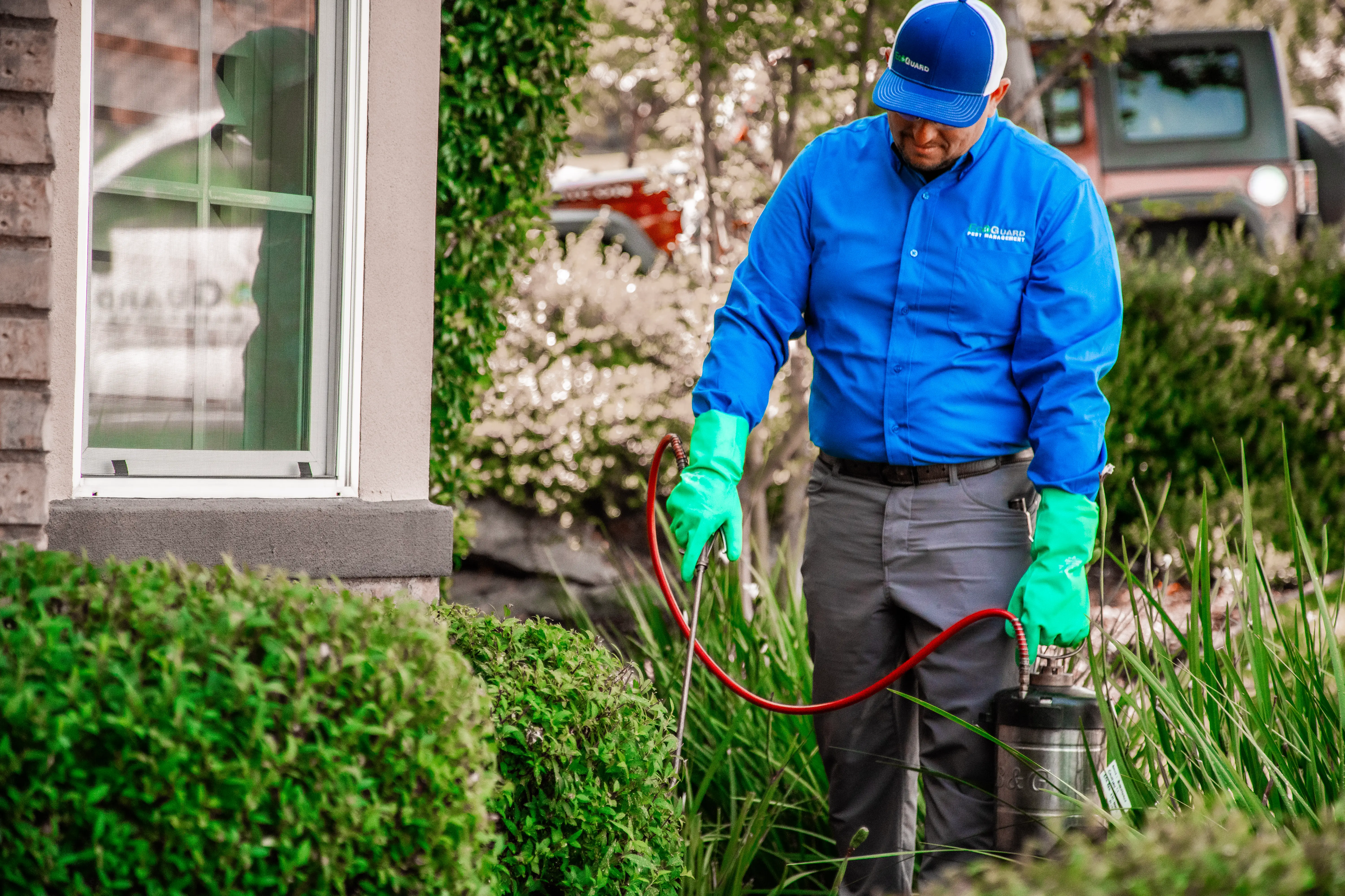 Best Time to Spray Insecticides Around the House