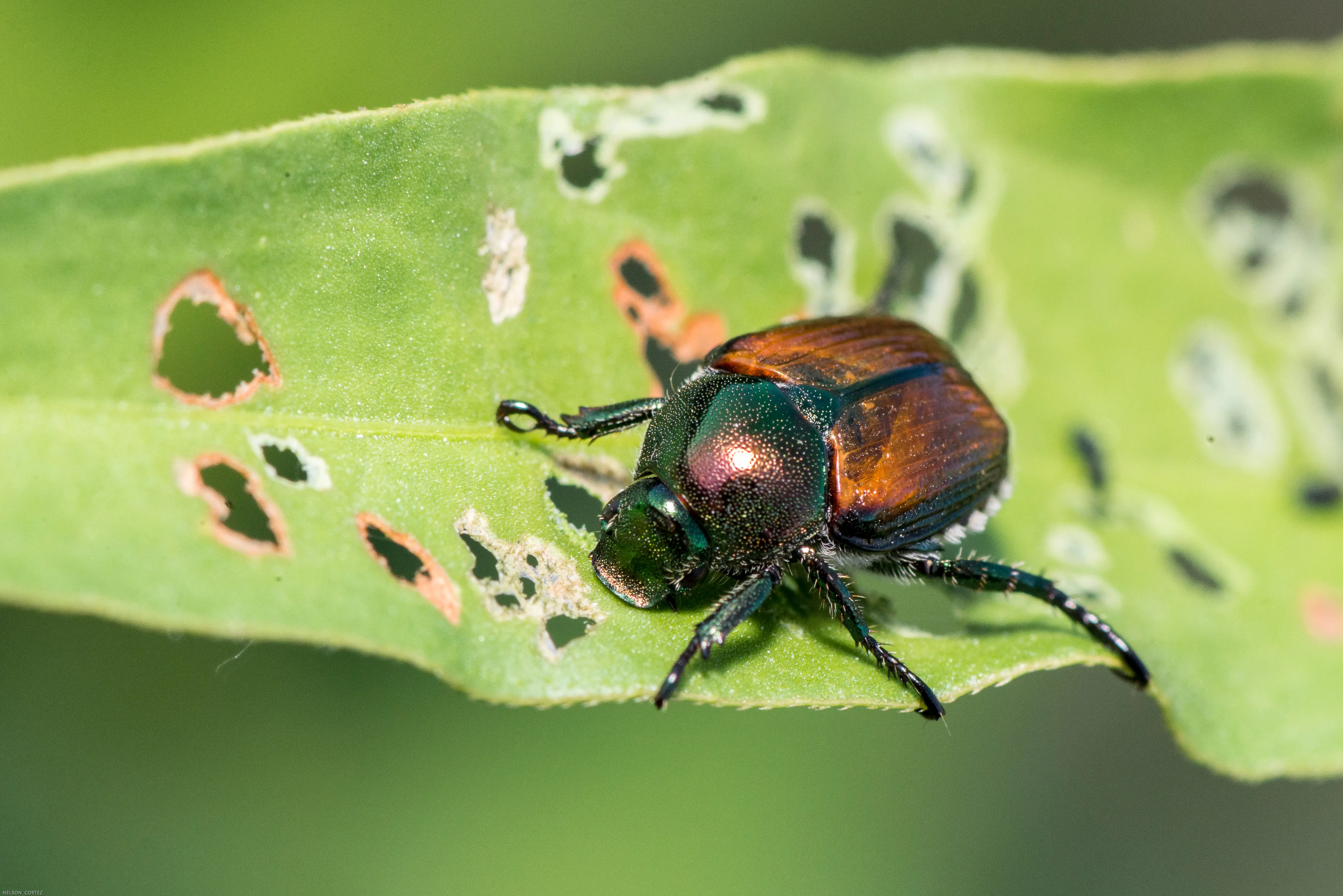 How to Get Rid of Japanese Beetles: Complete Control Guide