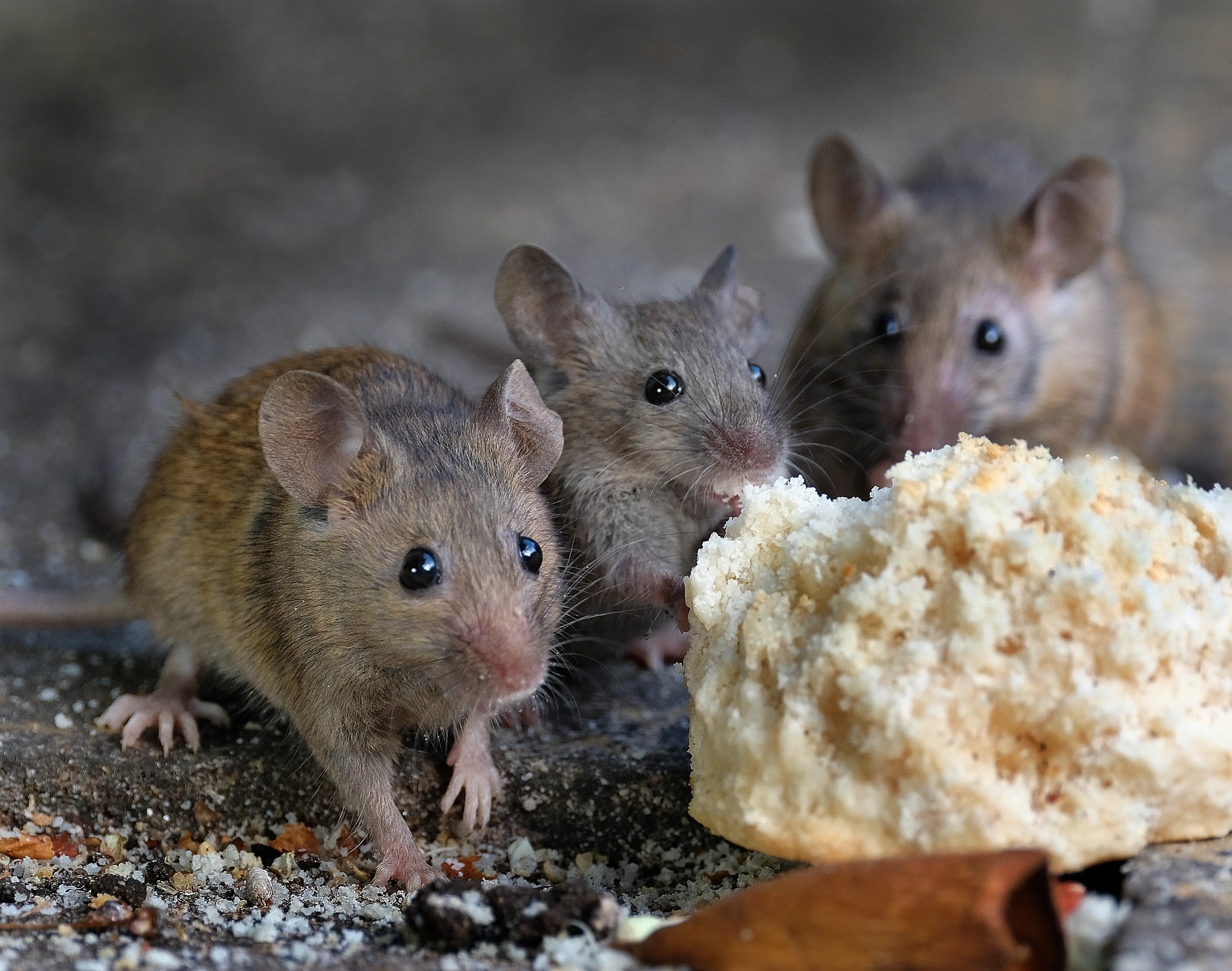 How to Find Where Mice Are Getting In