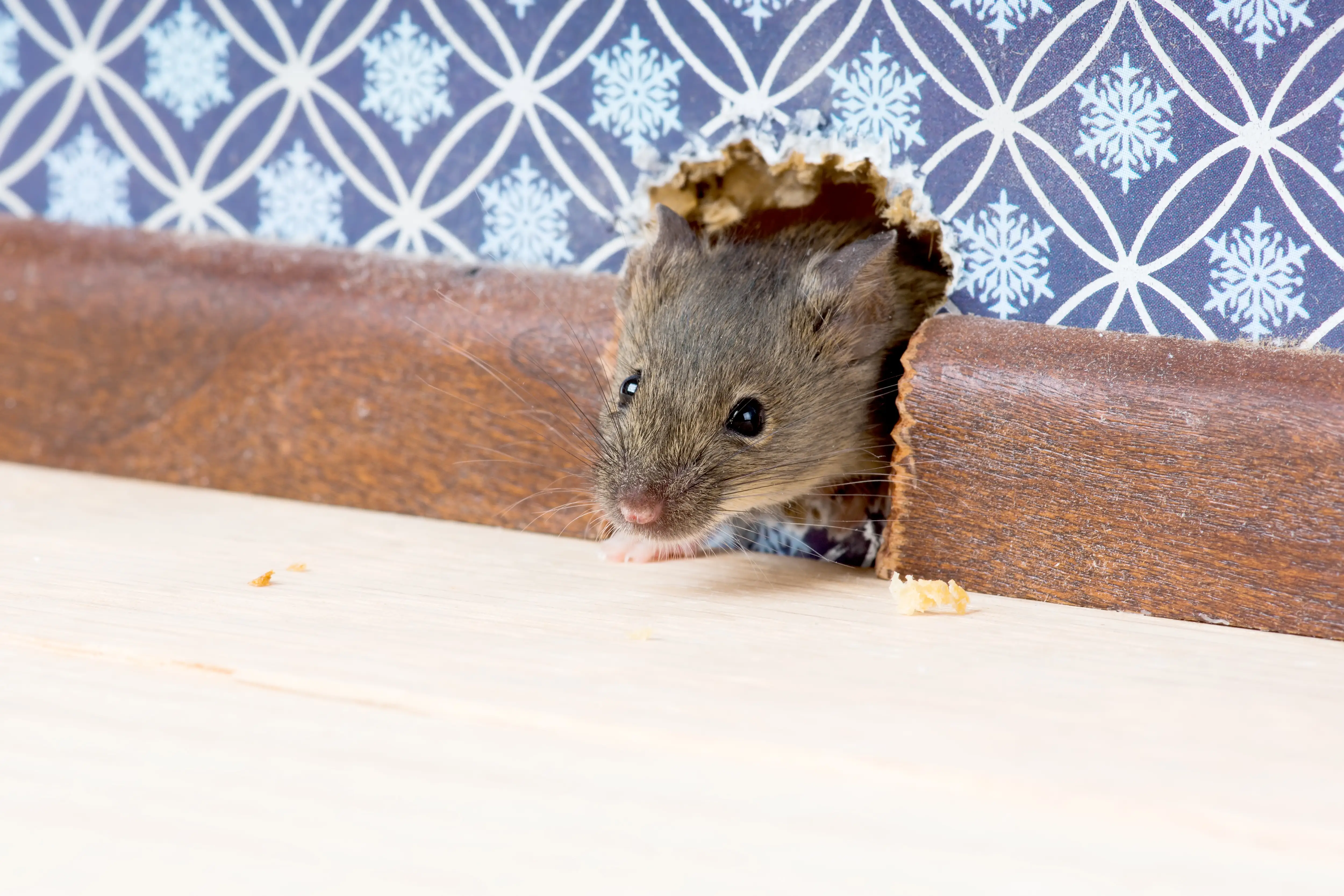 Mice hiding inside wall cavities of a home