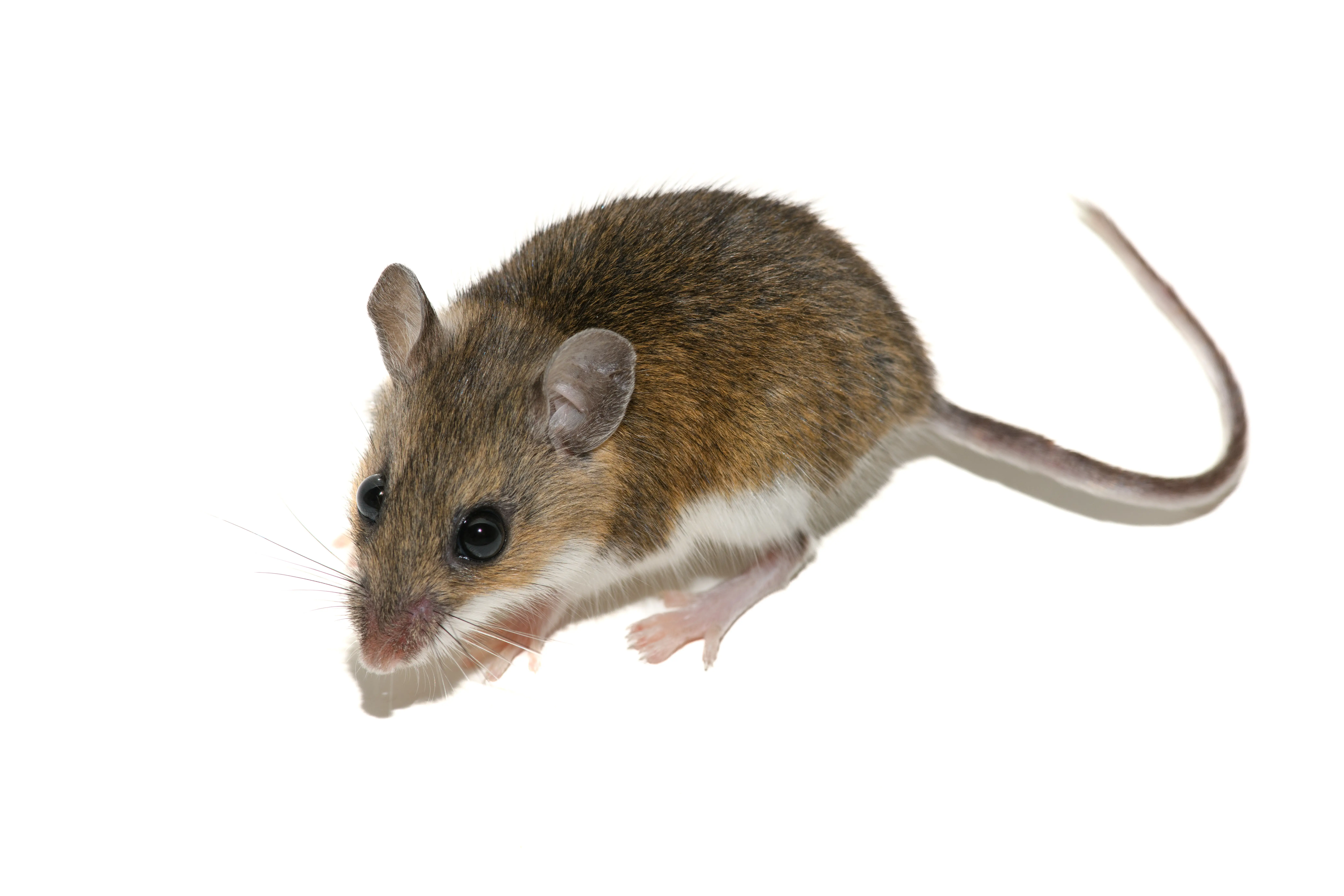 Are Mice Nocturnal? When Mice Are Most Active