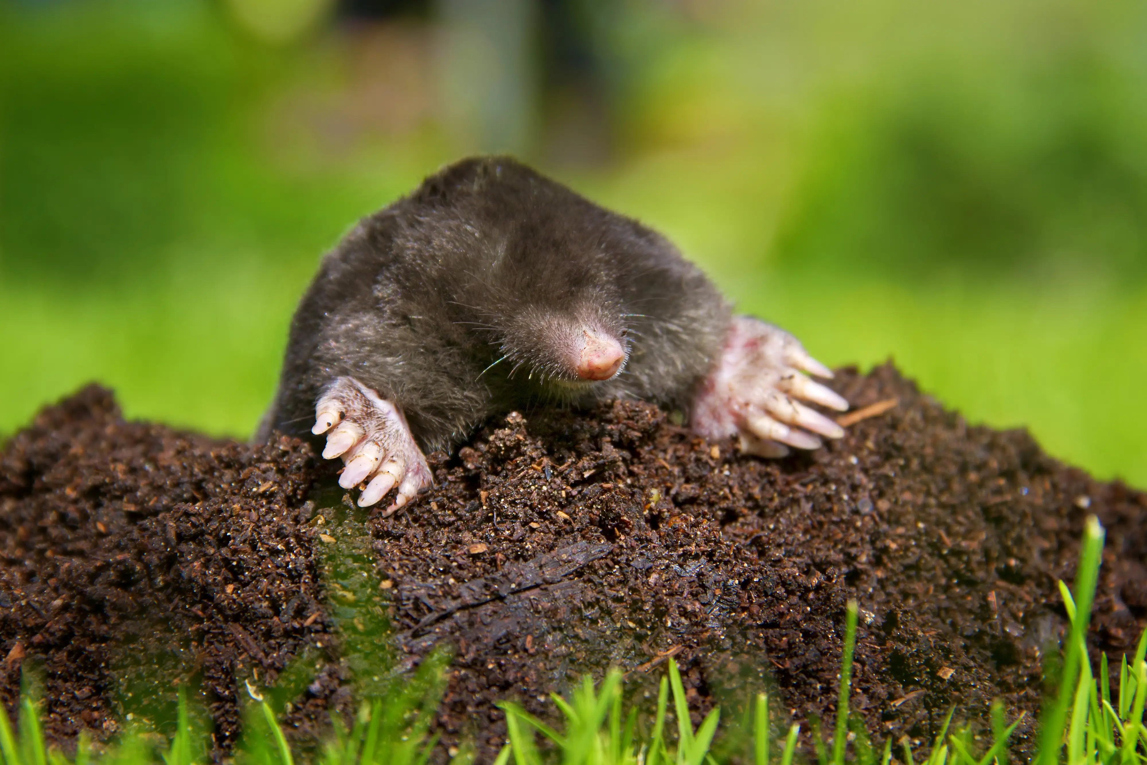 Professional mole control technician inspecting lawn for mole tunnels and activity