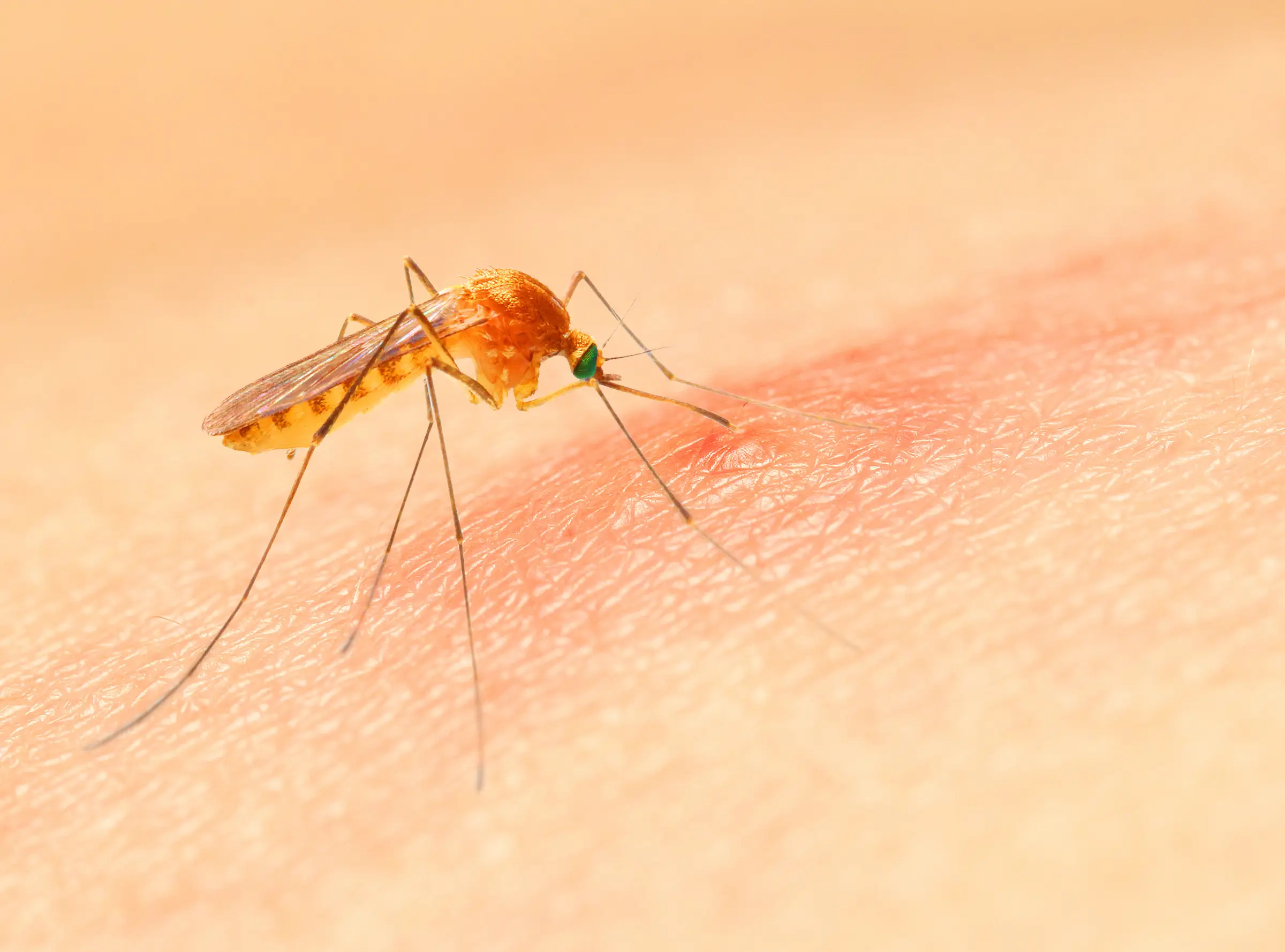 Mosquito Diseases: Complete List & Prevention Guide