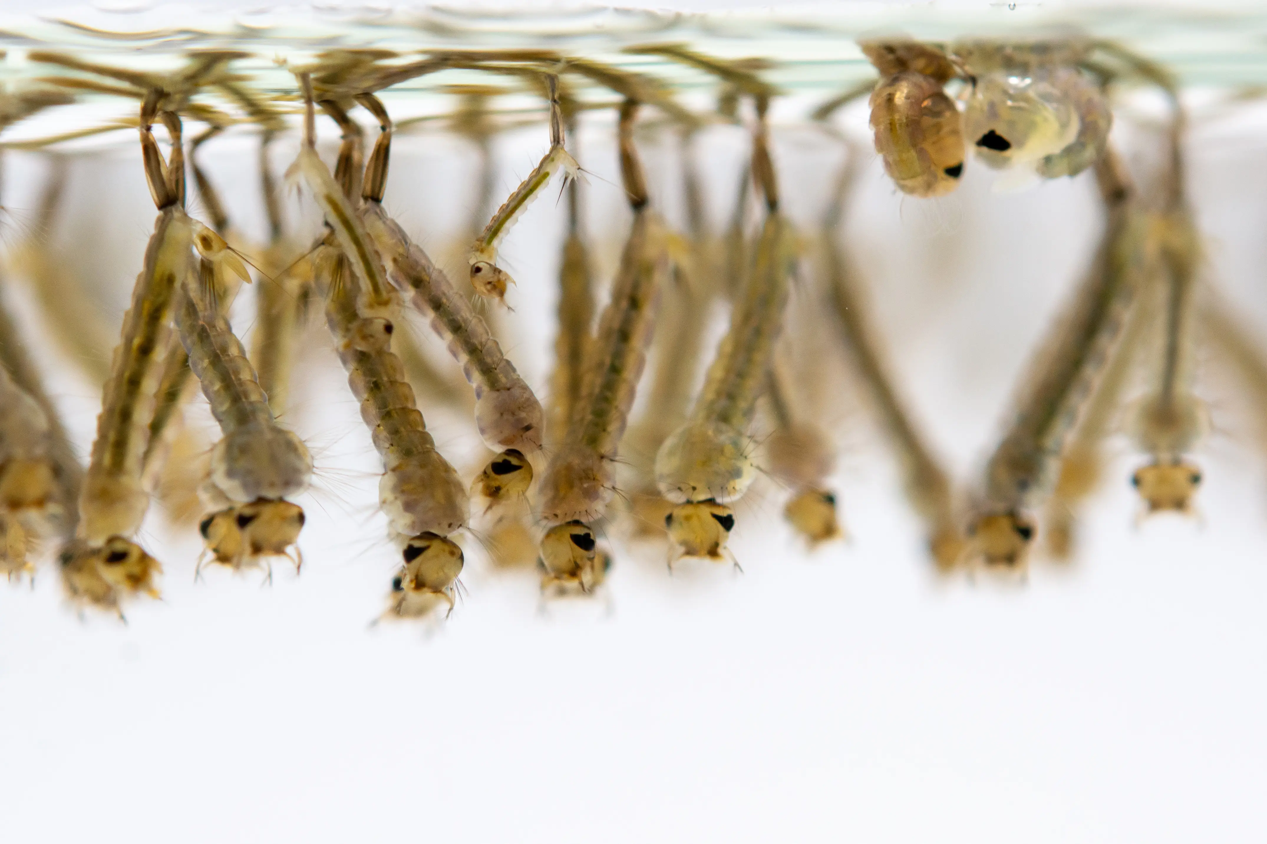 What Does Mosquito Larvae Look Like? Identification Guide