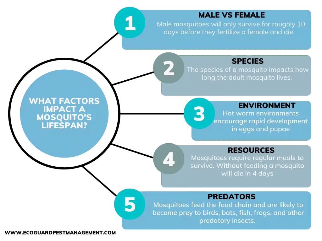 How Long Do Mosquitoes Live? Life Cycle & Lifespan Guide