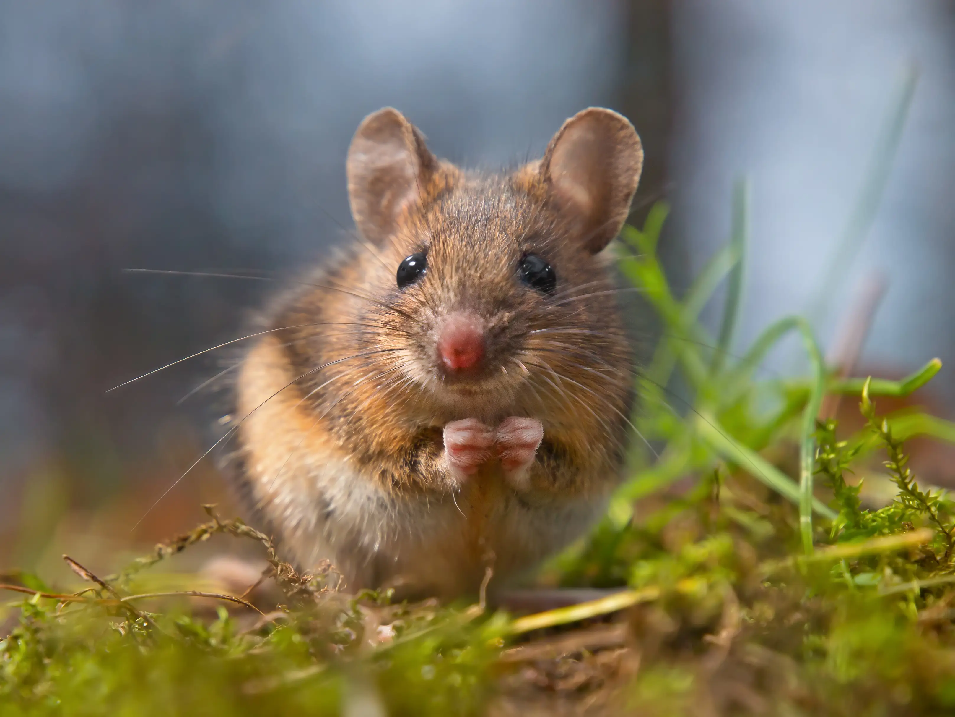 Do Mothballs Keep Mice Away? The Truth Revealed
