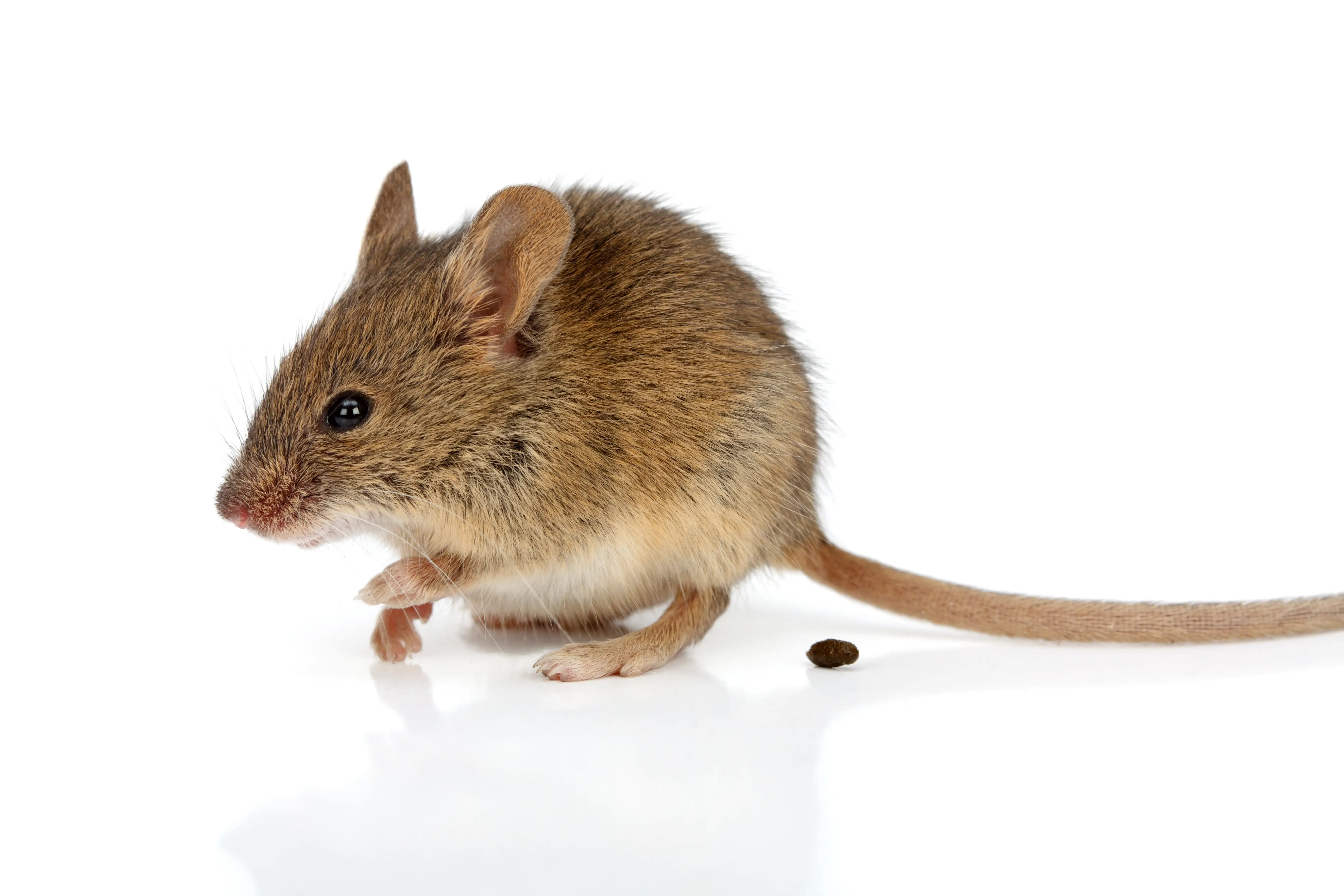 What Does Mouse Poop Look Like? Identification & Cleanup
