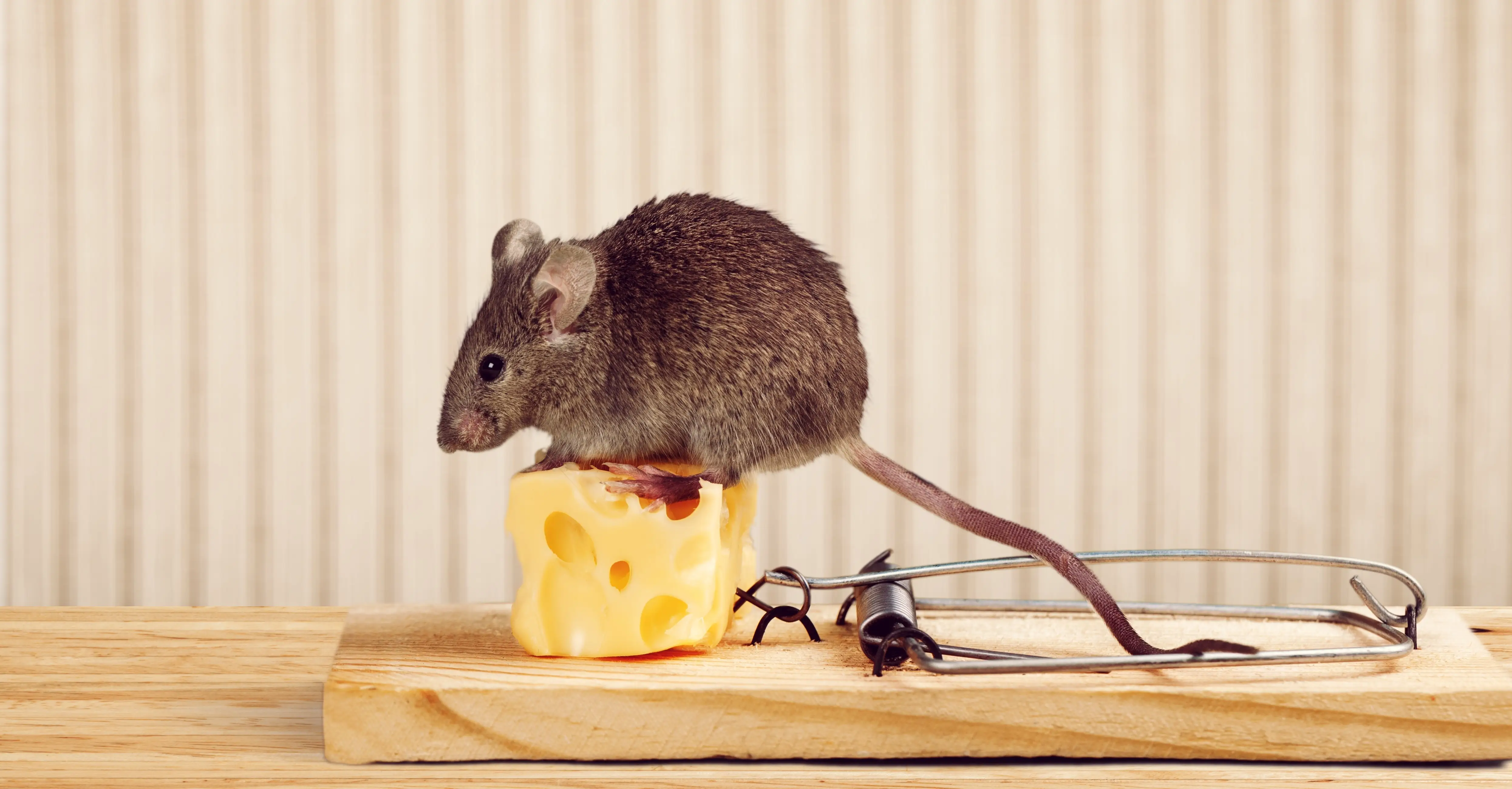 What is the Best Bait for Mouse Traps? Complete Guide
