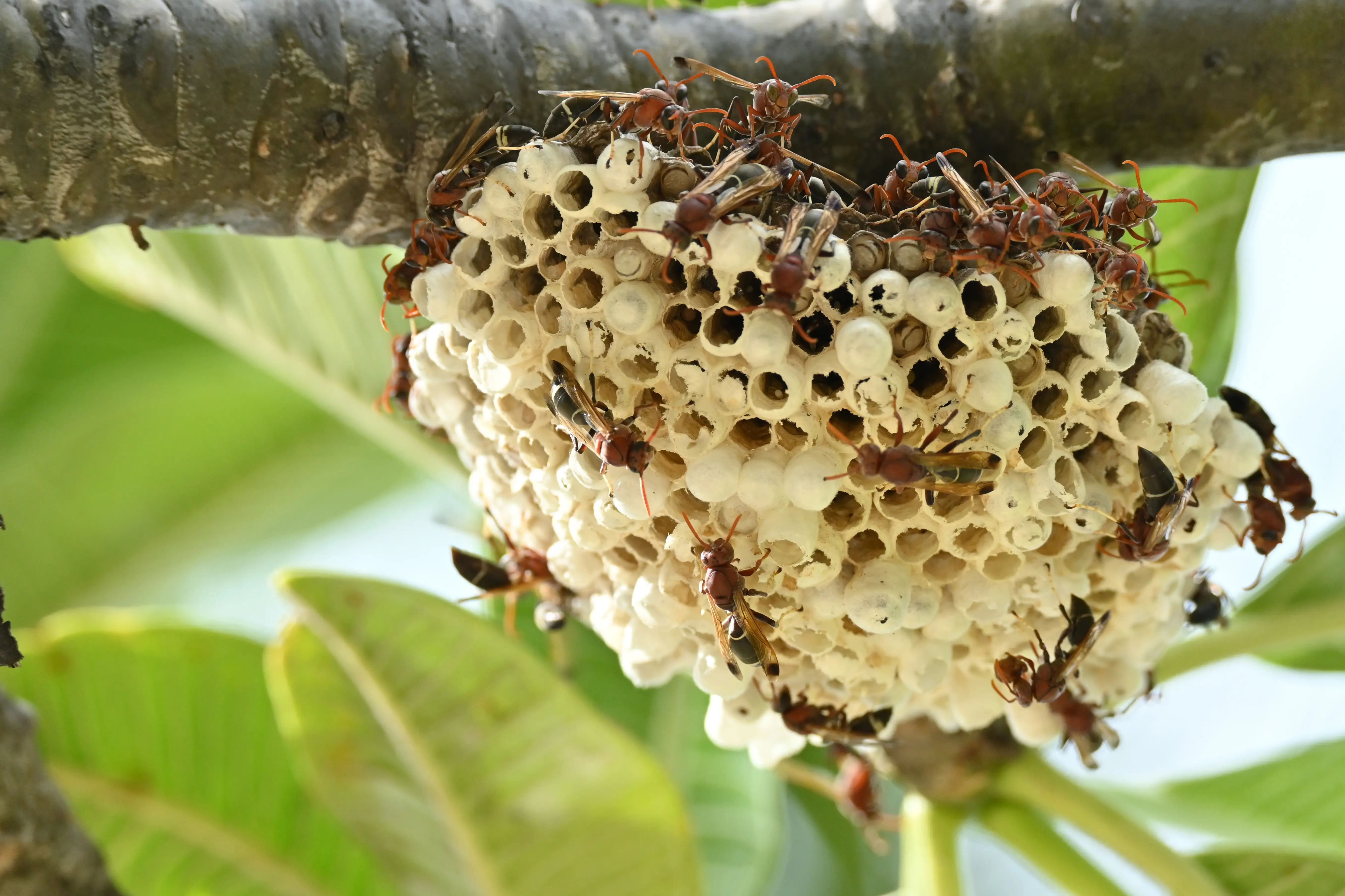 Are Murder Hornets Dangerous? Facts and Safety Guide