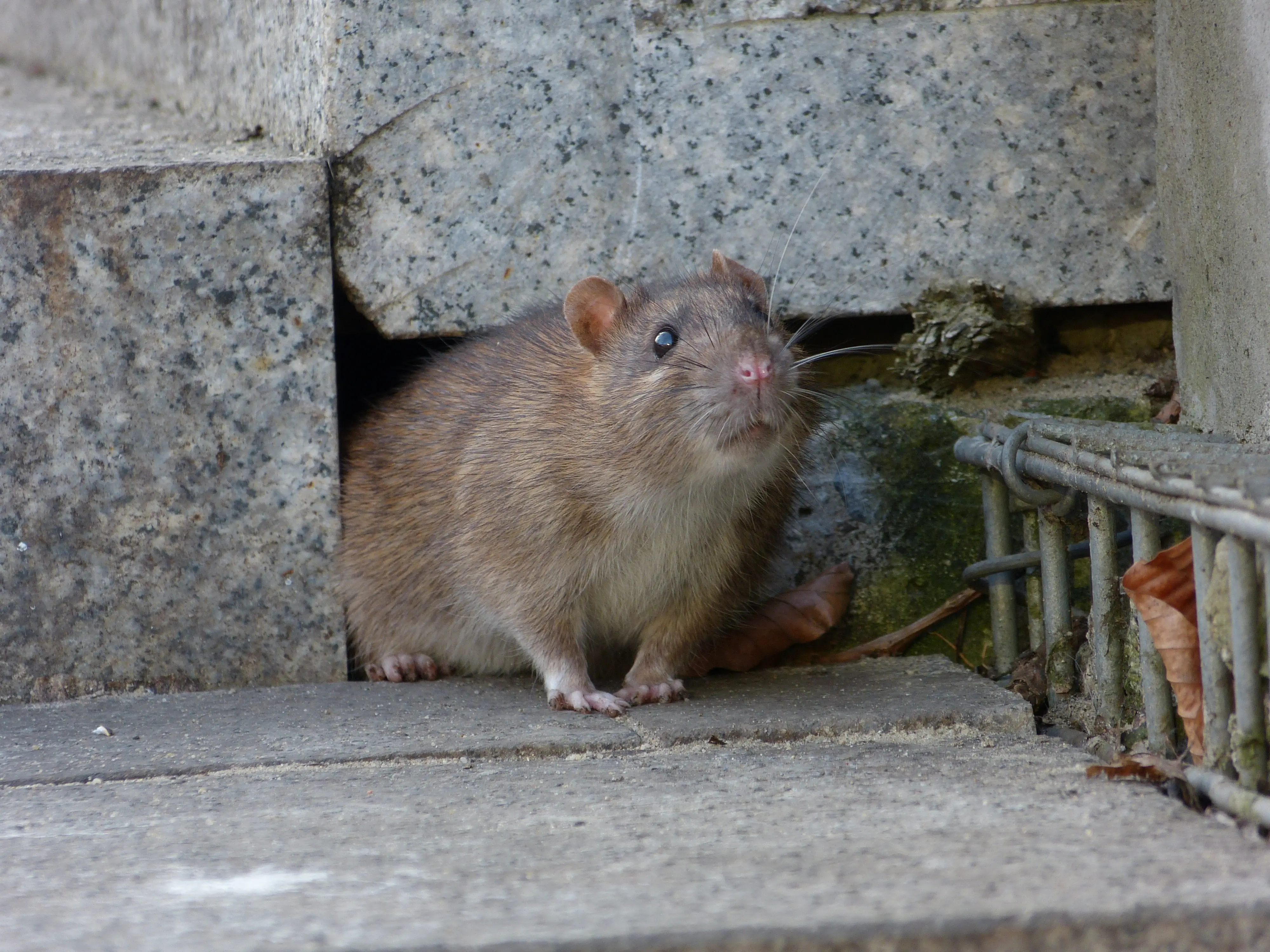 Professional Norway rat control technician inspecting property for rat burrows and activity