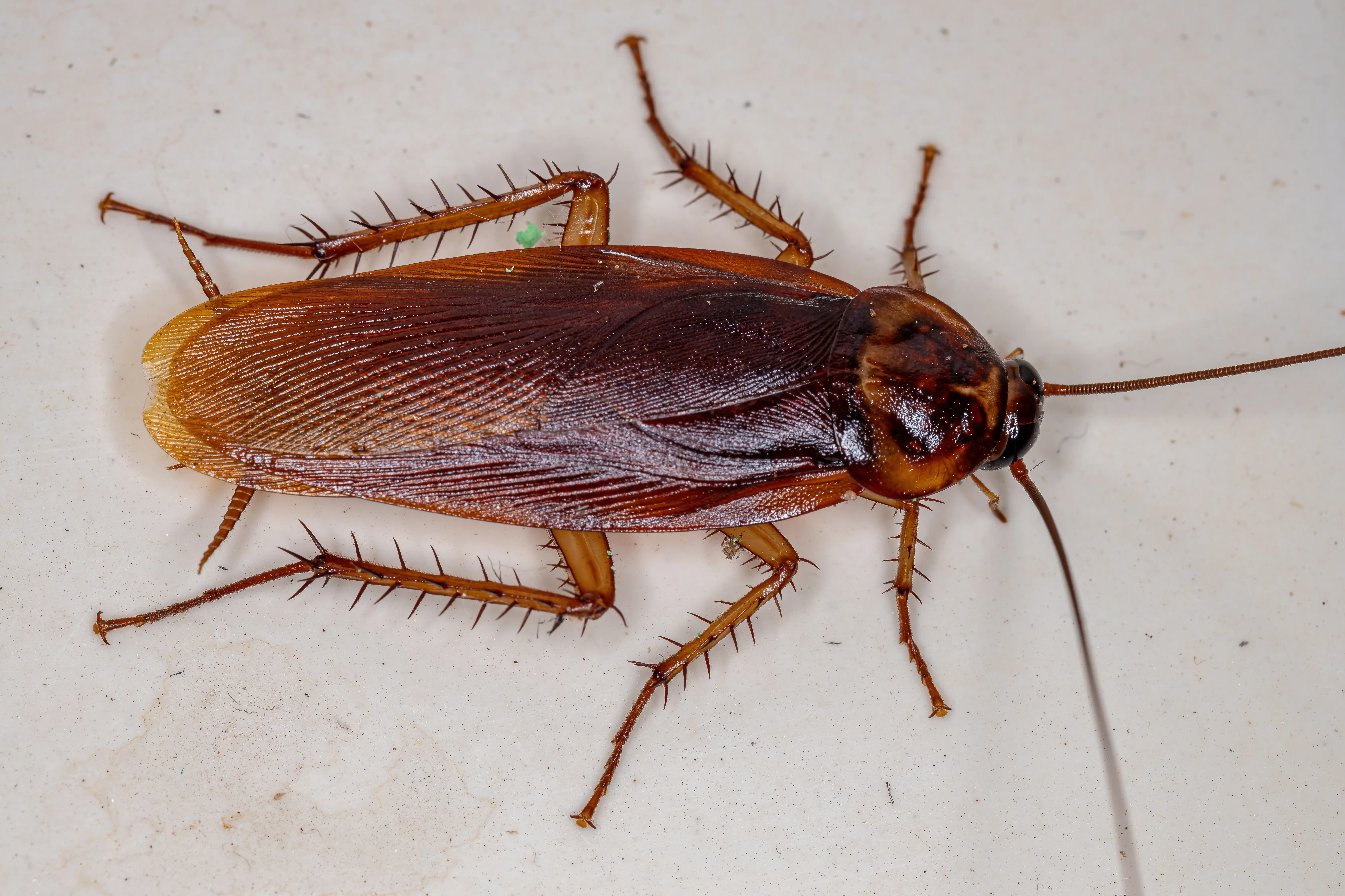Palmetto Bugs vs Cockroach: What Is the Difference?