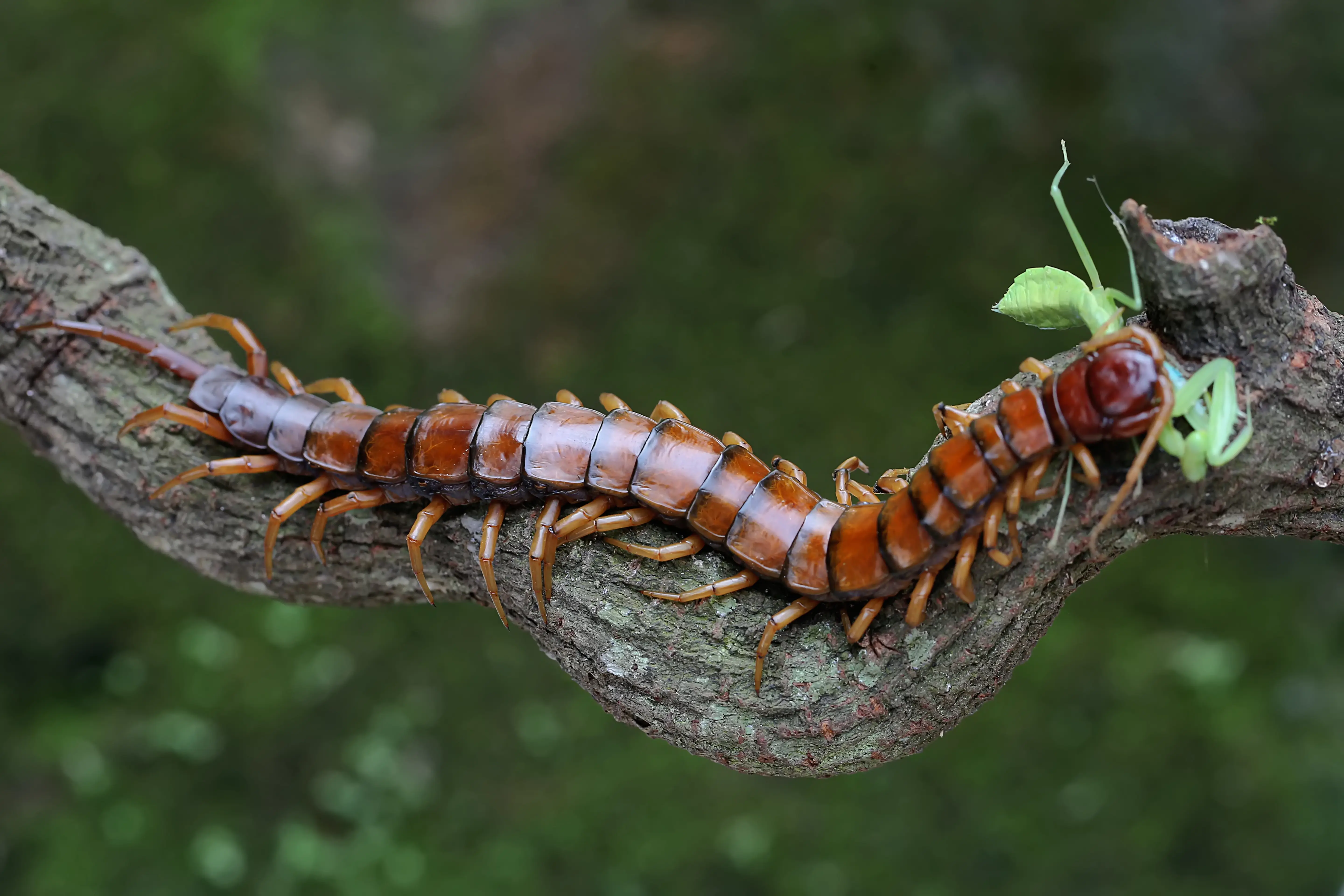 How Dangerous Are Poisonous Centipedes? Venom & Bite Guide