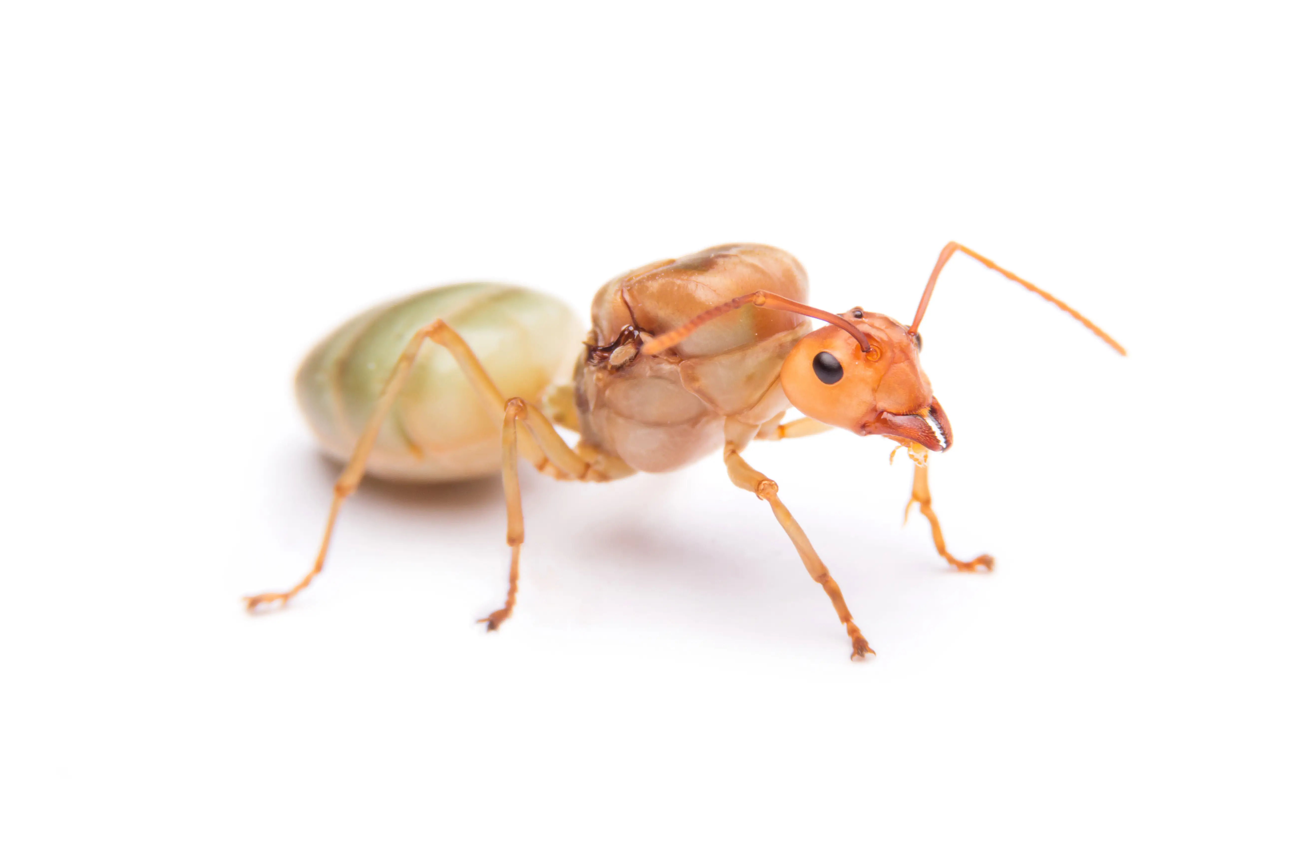 What Happens When the Queen Ant Dies?
