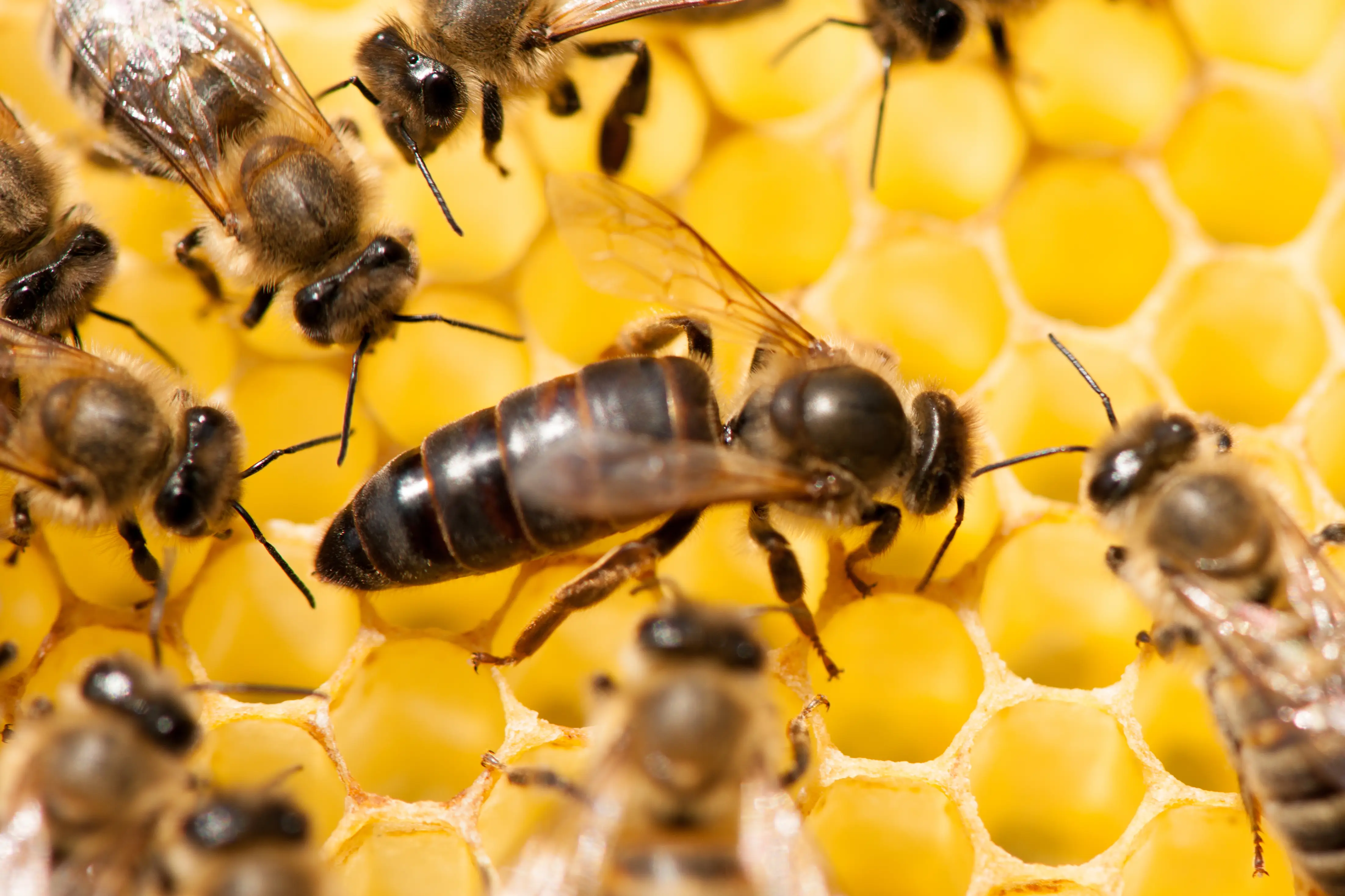 How Long Does a Queen Bee Live? Lifespan & Life Cycle Guide