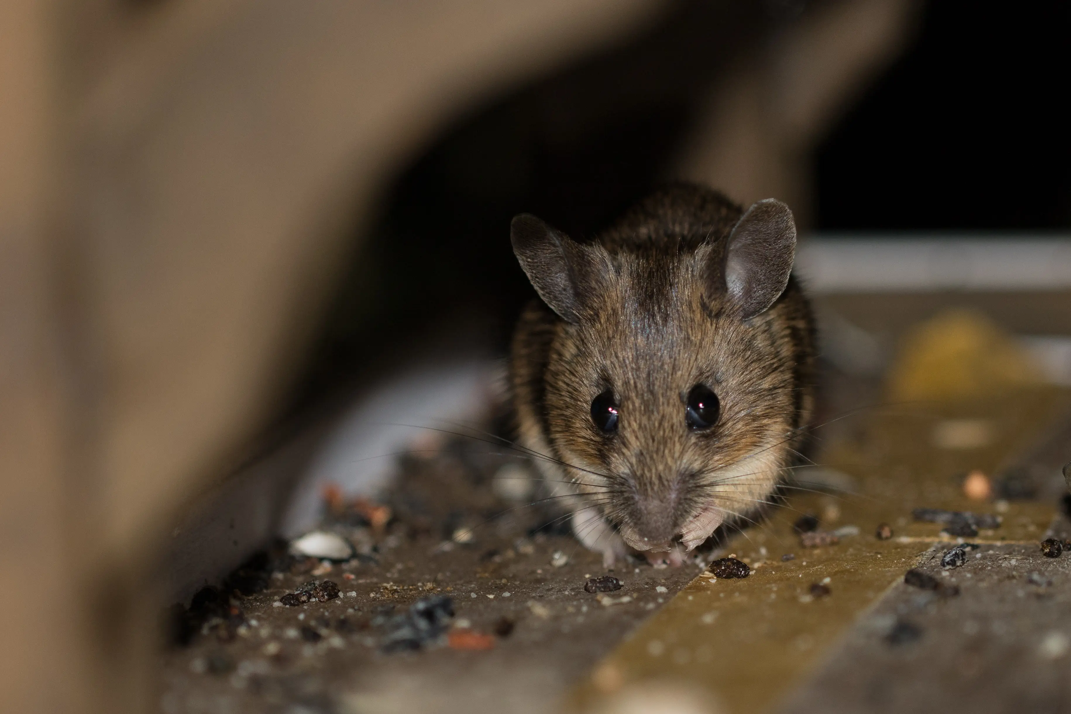 What Does Rat Poop Look Like? Identification and Health Risks