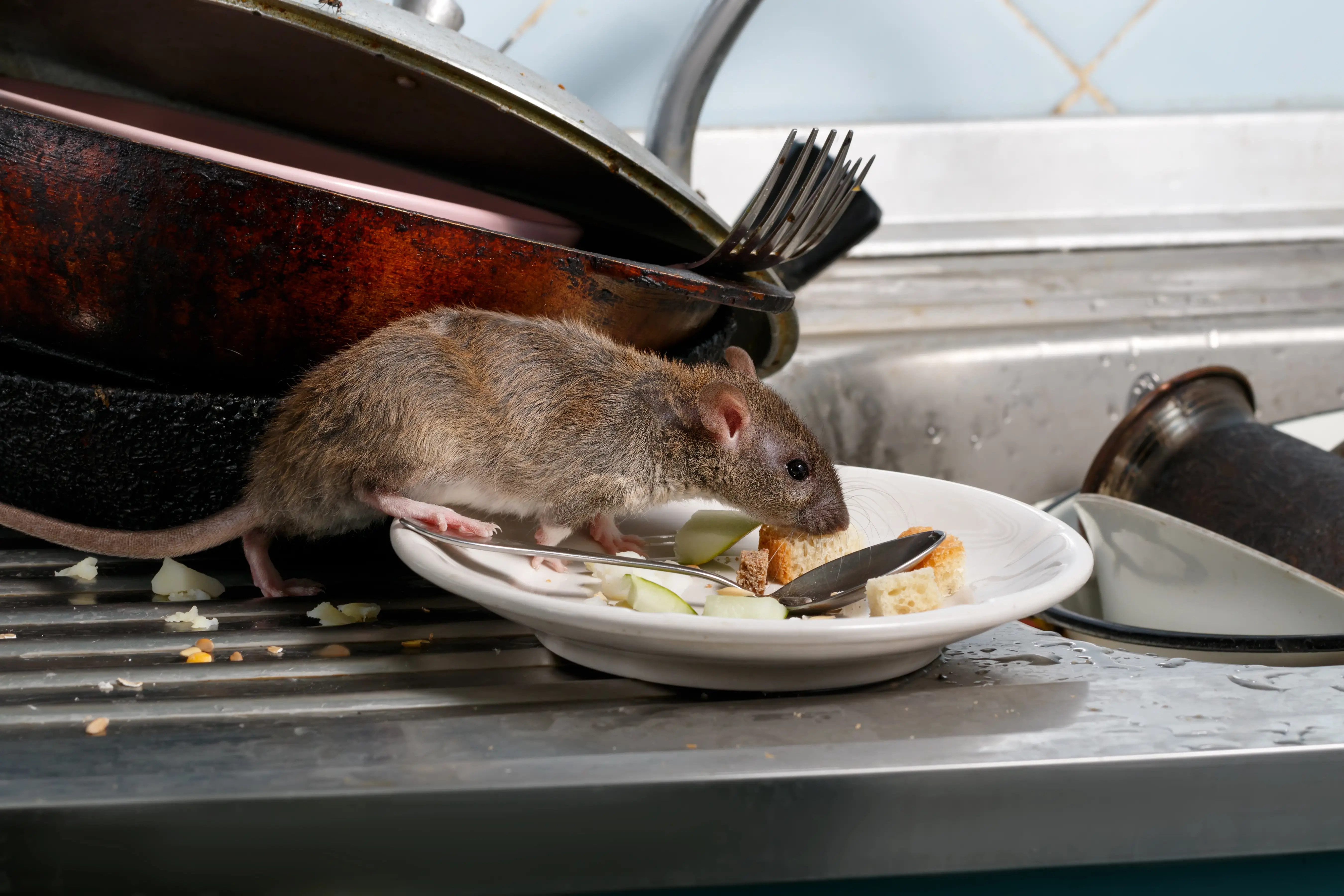 How Big Can Rats Get? Size Guide by Species