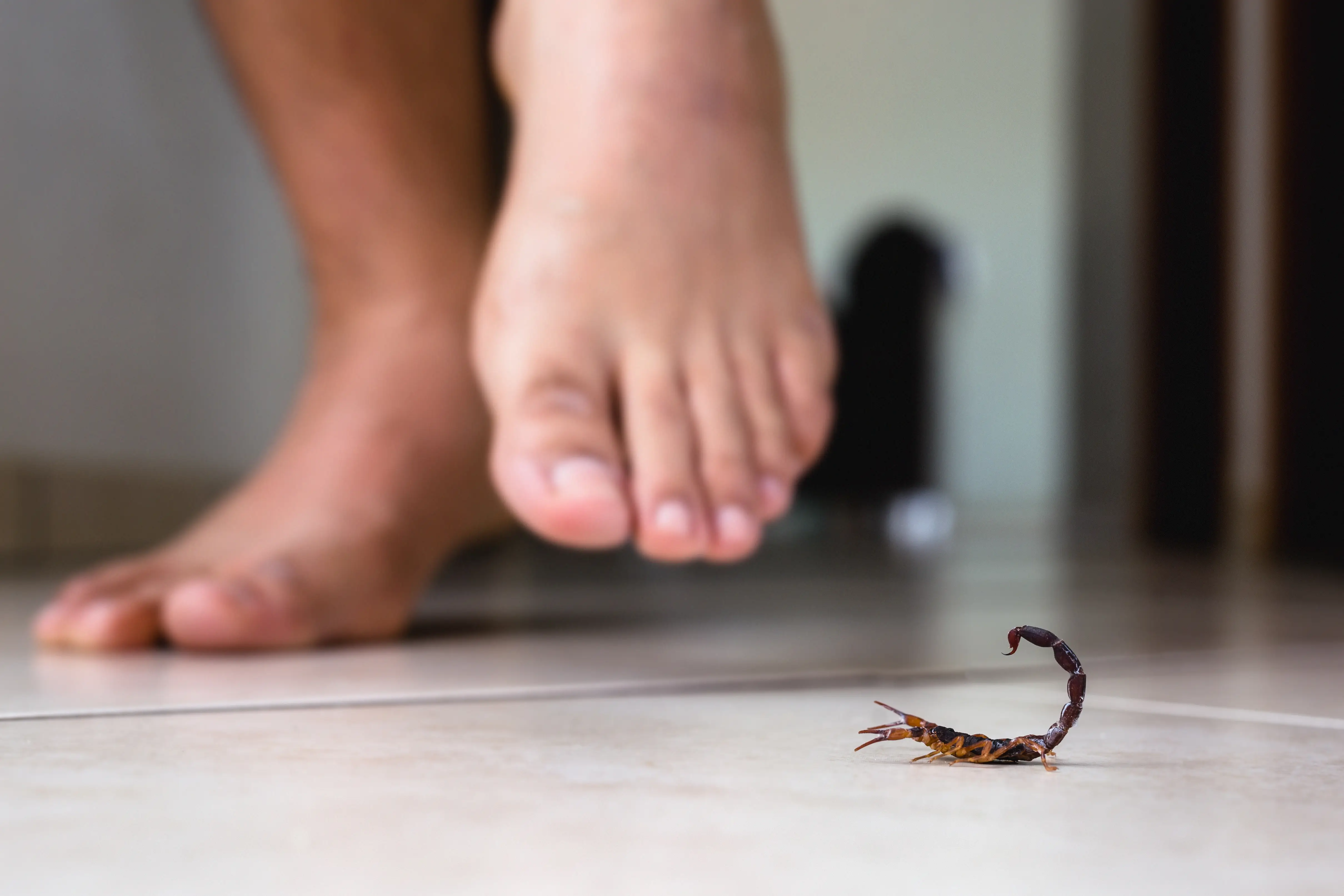 Are Scorpion Stings Dangerous? Symptoms, Treatment & Prevention