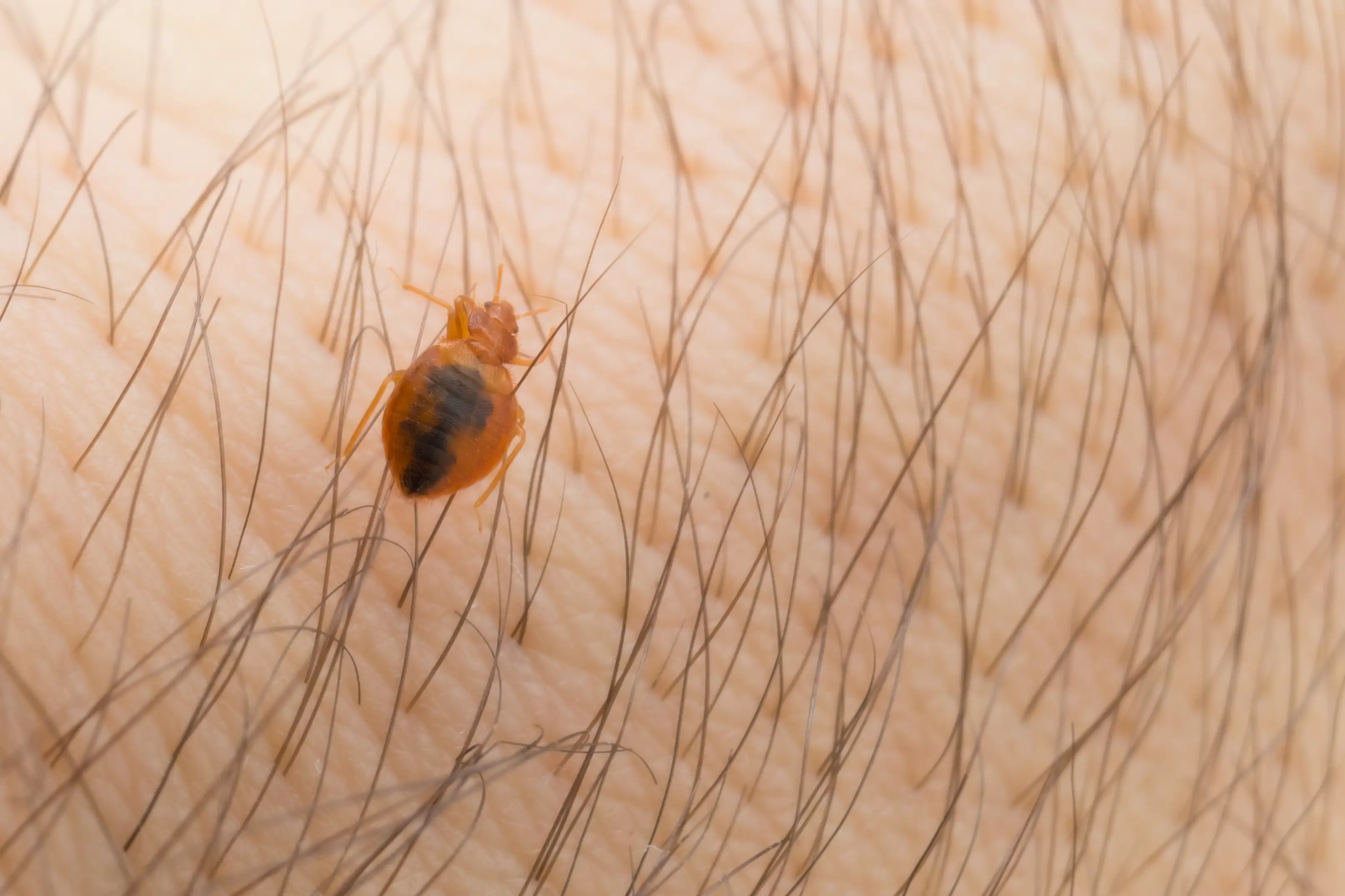 Signs of Bed Bugs: How to Identify an Infestation