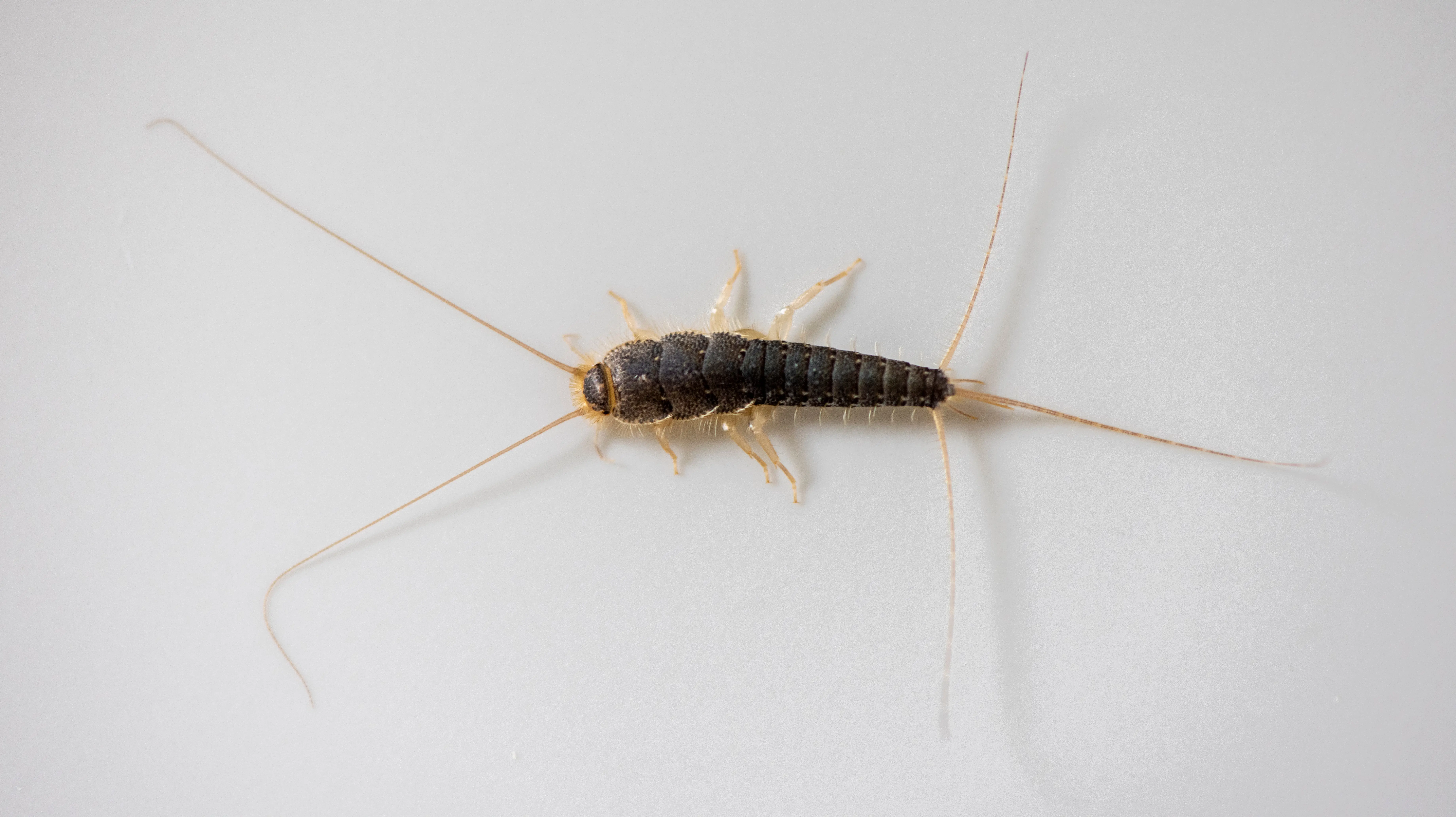 Are Silverfish Harmful to Humans or Pets?