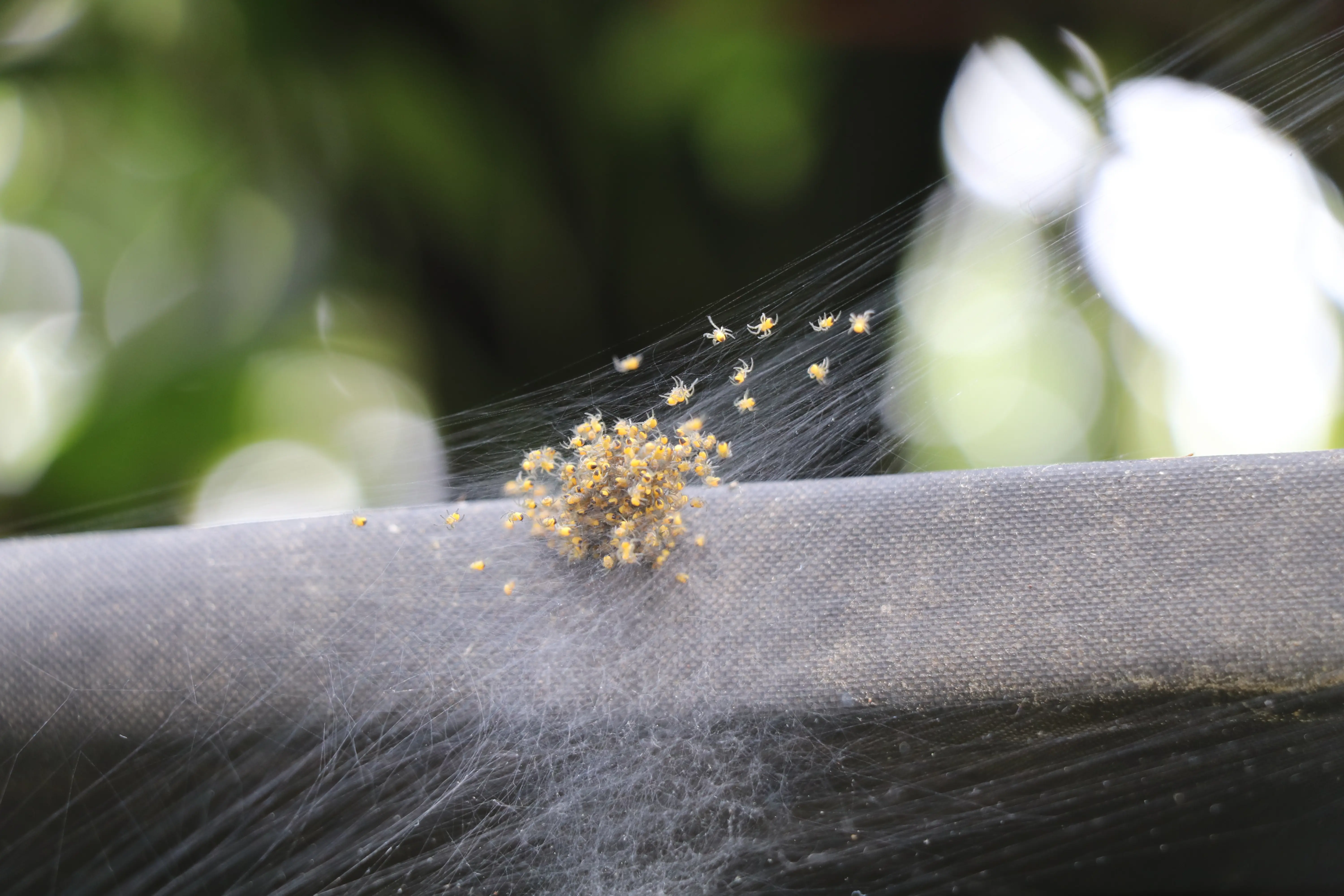 Do Spiders Lay Eggs in the House? Identification & Removal