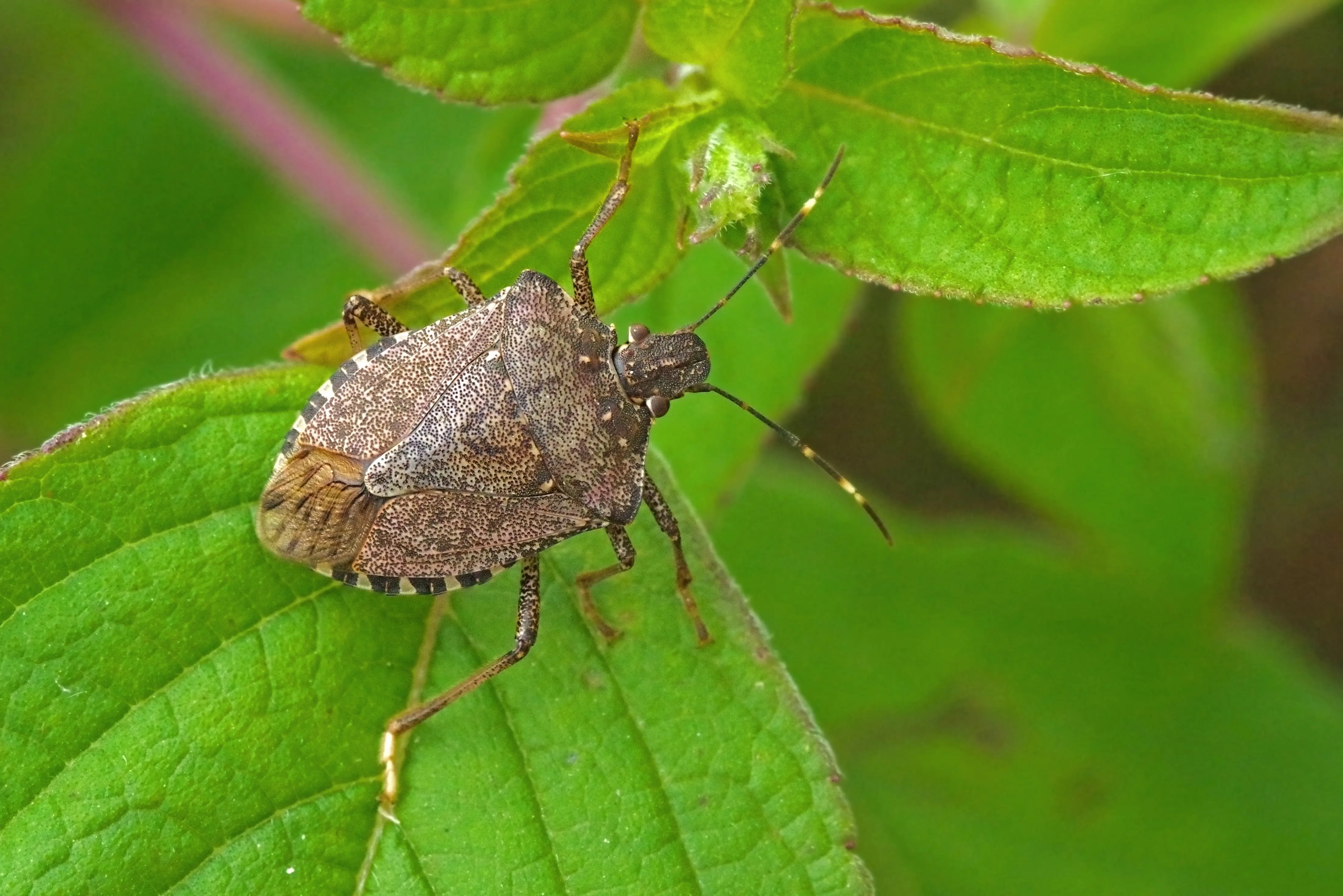 Professional stink bug control technician inspecting and treating home for stink bug infestation