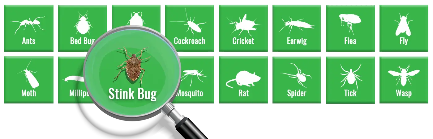 What Do Stink Bugs Eat? Diet, Crop Damage & More