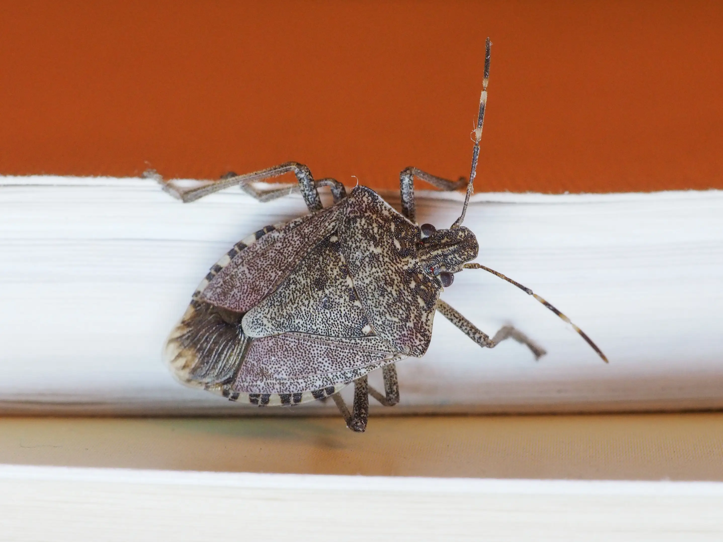 Where Do Stink Bugs Come From? Origins & How They Enter Homes