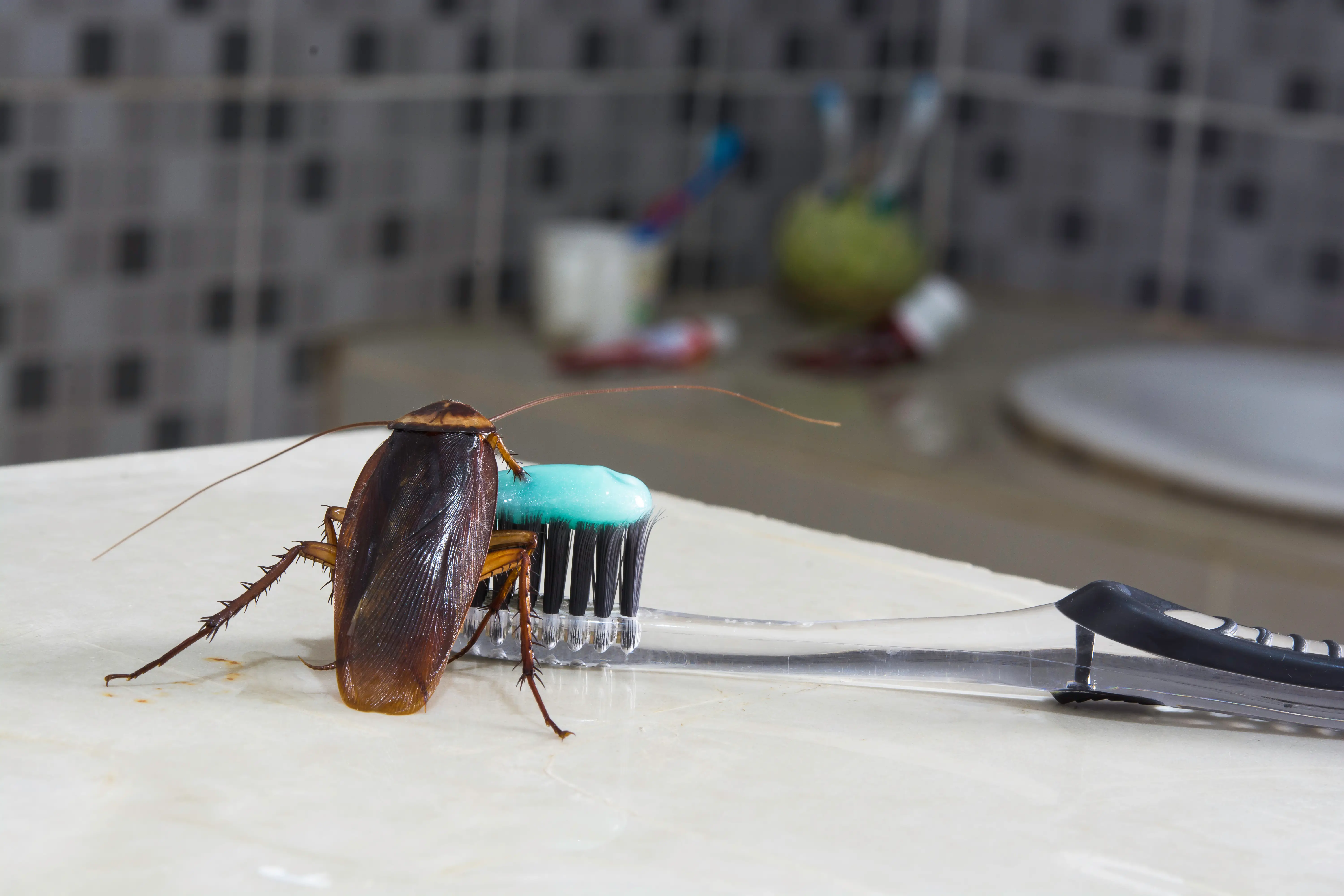 Why Are There Suddenly So Many Cockroaches in My House?