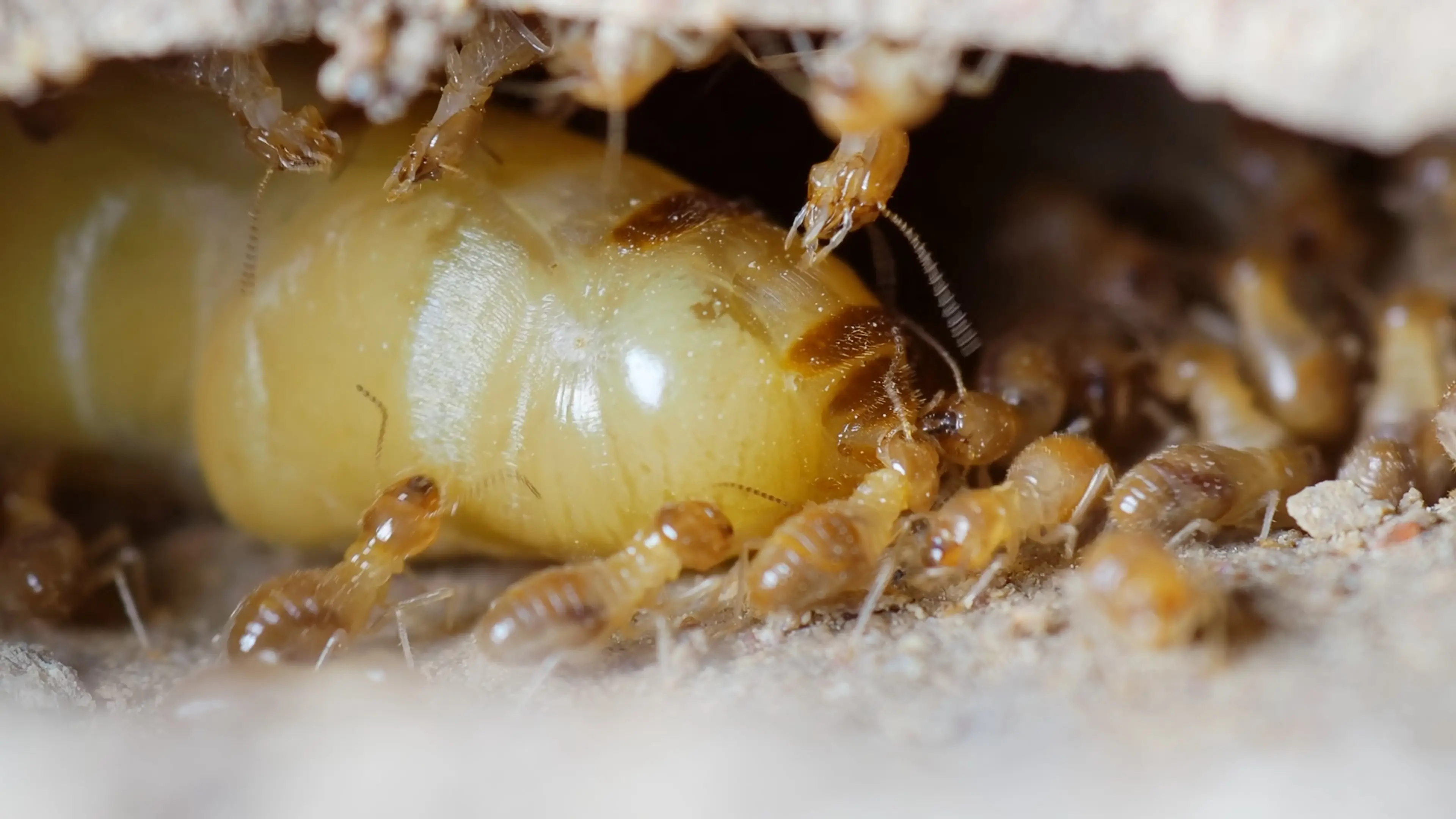 Termite Eggs: Identification, Location & What Finding Eggs Means