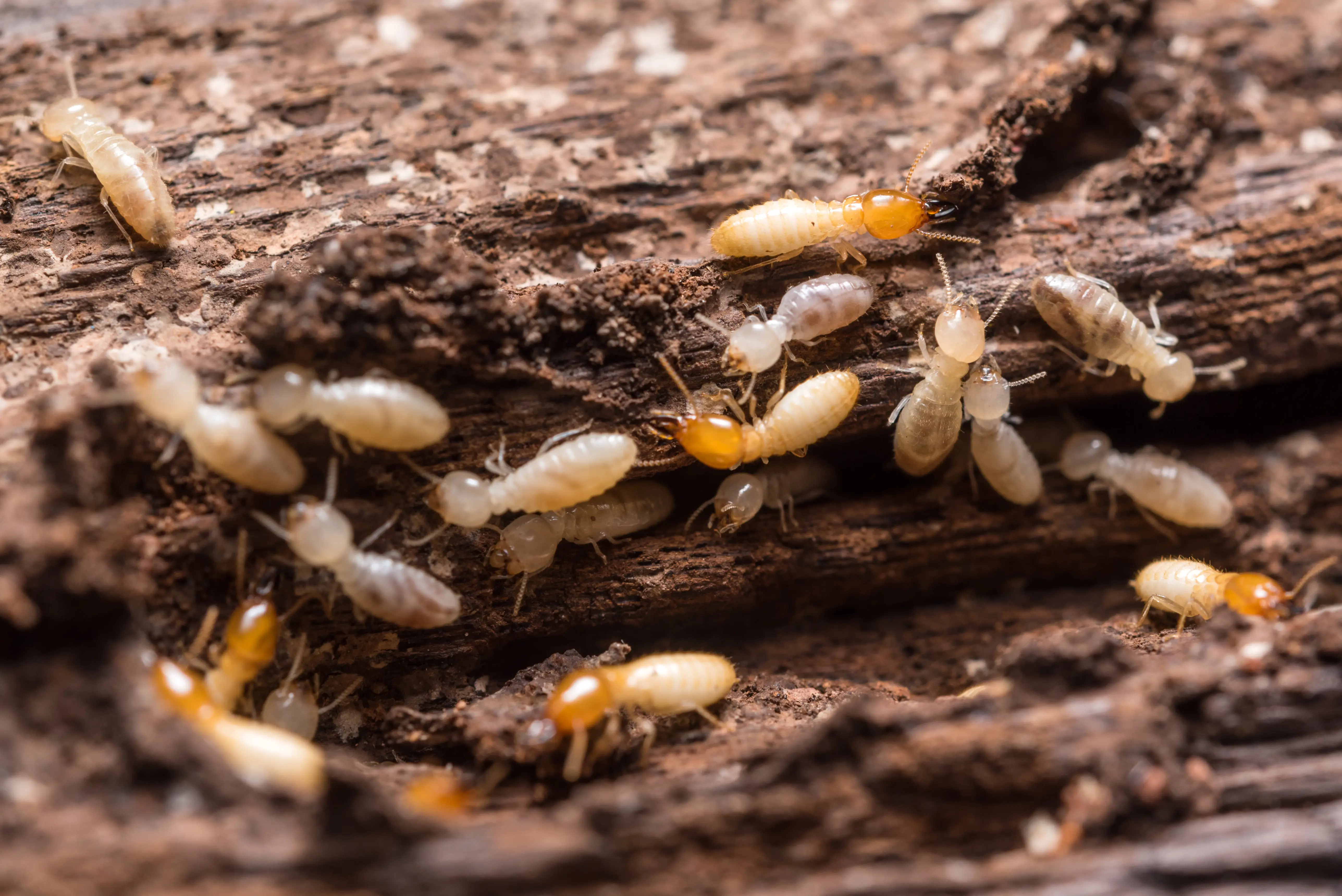 Termite Life Cycle: Stages, Castes, Reproduction & Lifespan