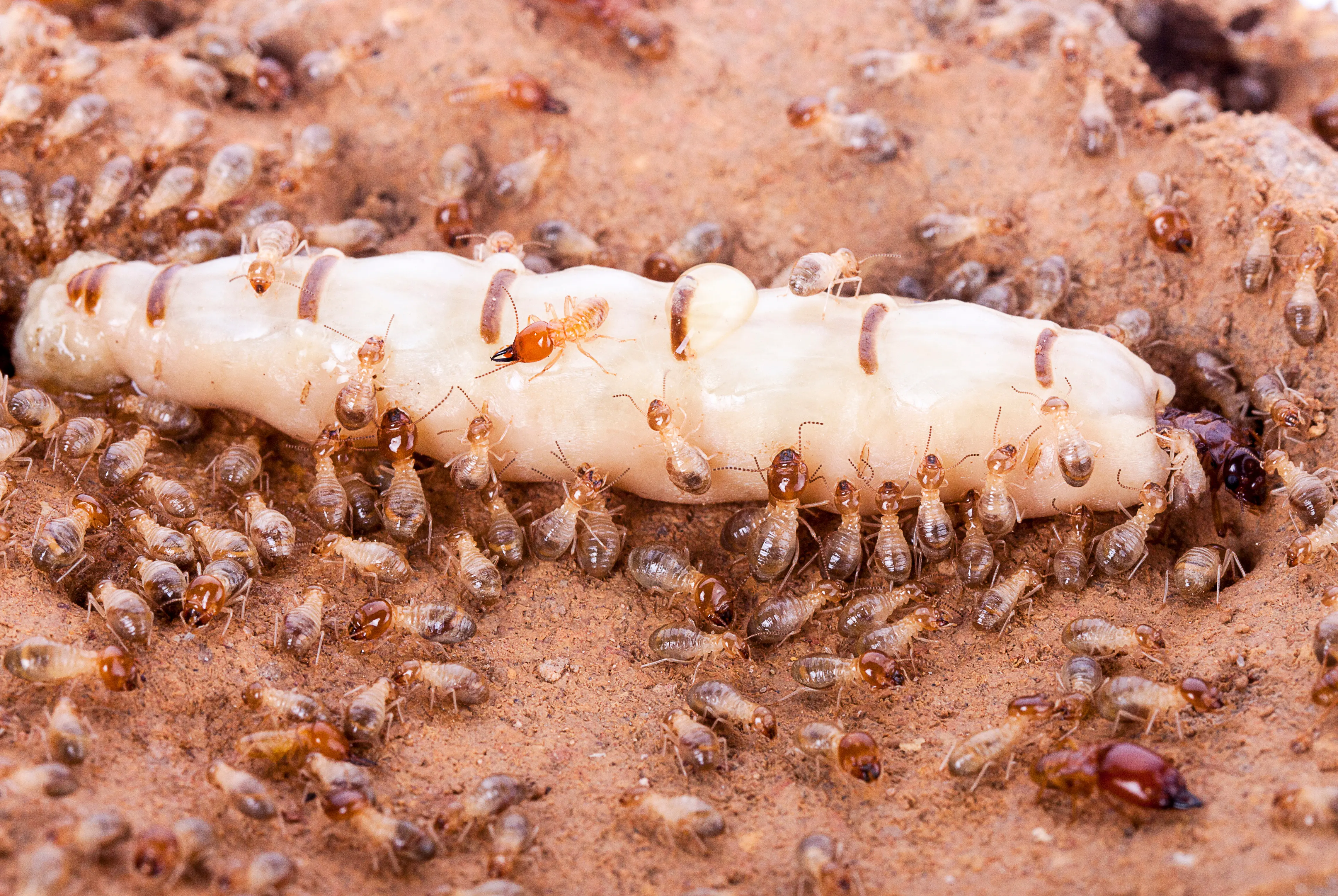 Termite Queen: Appearance, Role, Lifespan & How to Eliminate