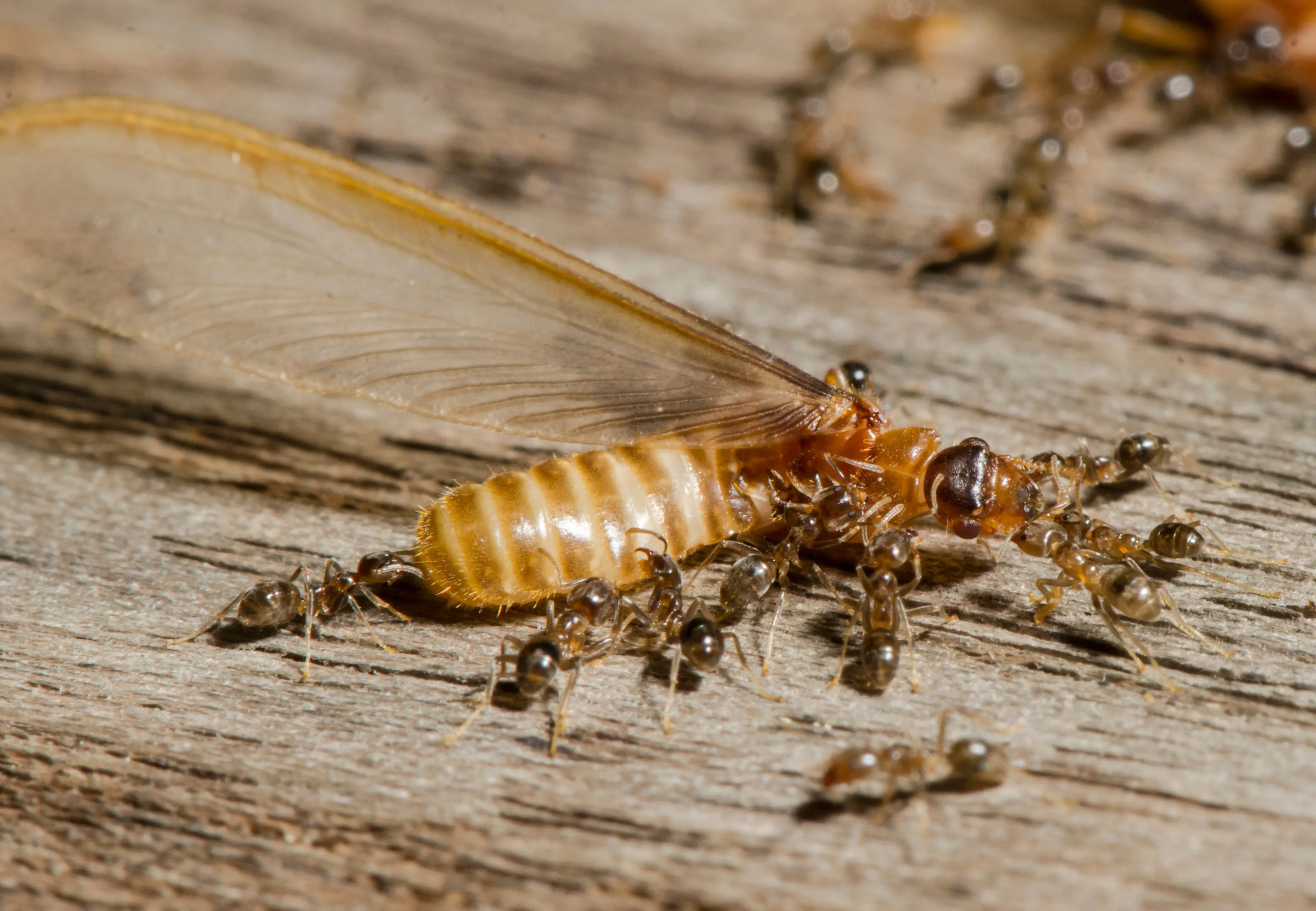 Termites vs Ants: How to Tell the Difference