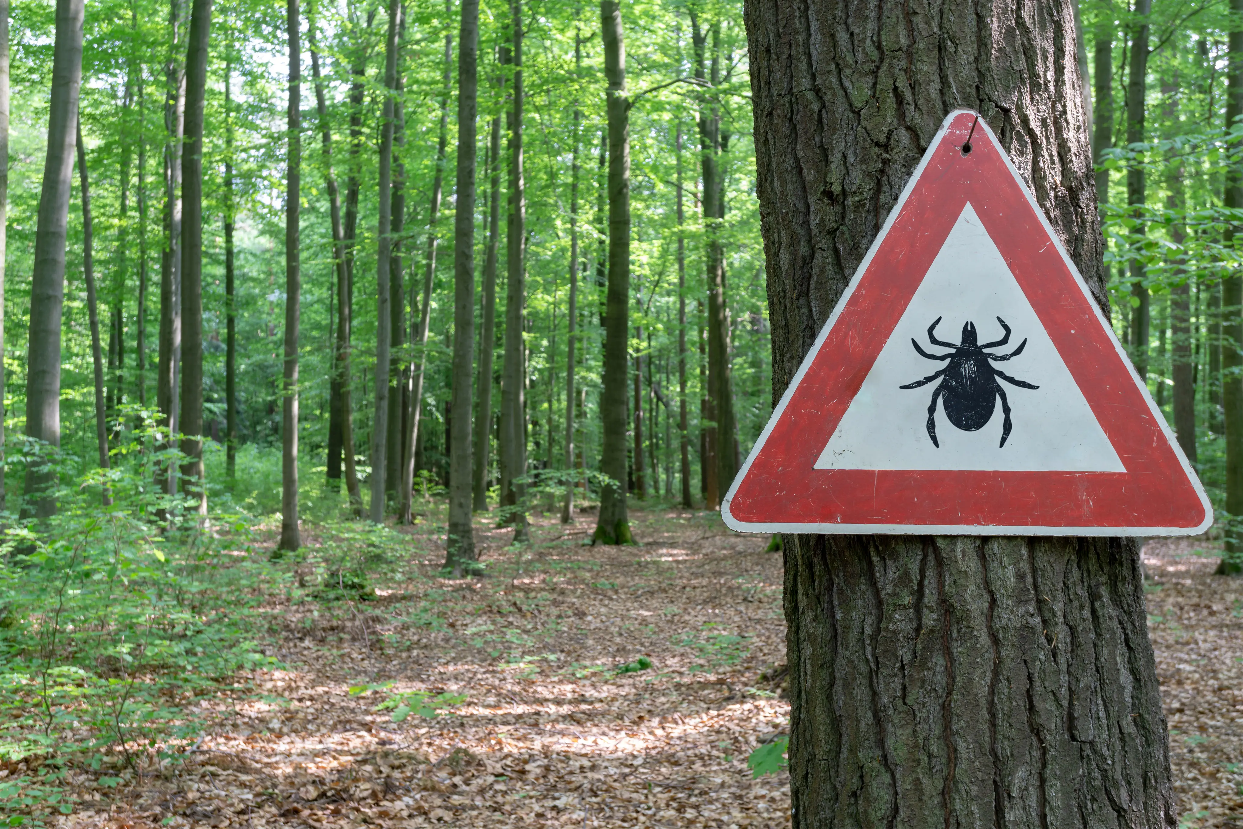 Deer Tick vs Wood Tick: Key Differences Explained