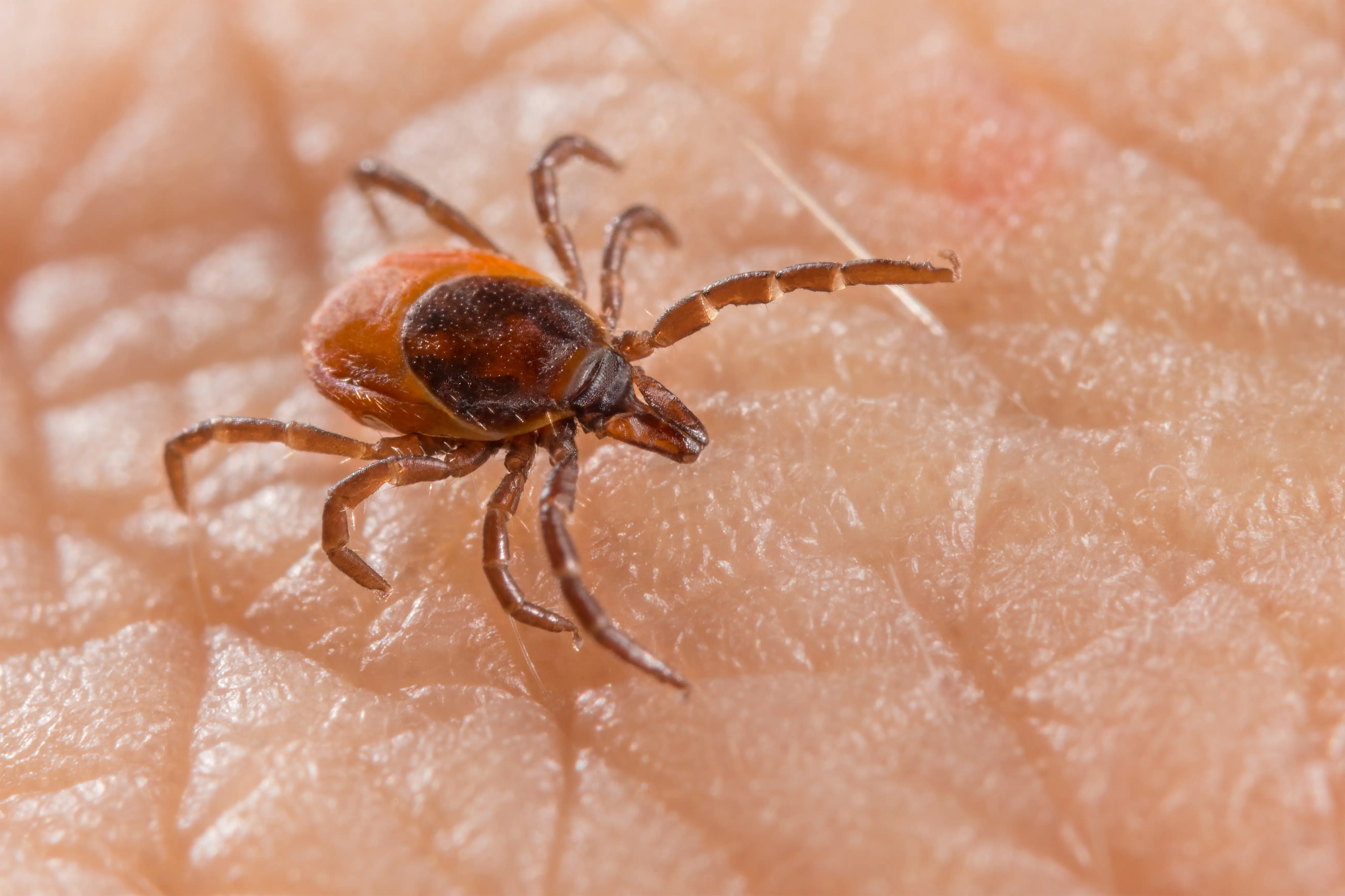 Tick-Borne Diseases That Can Be Transmitted to Humans