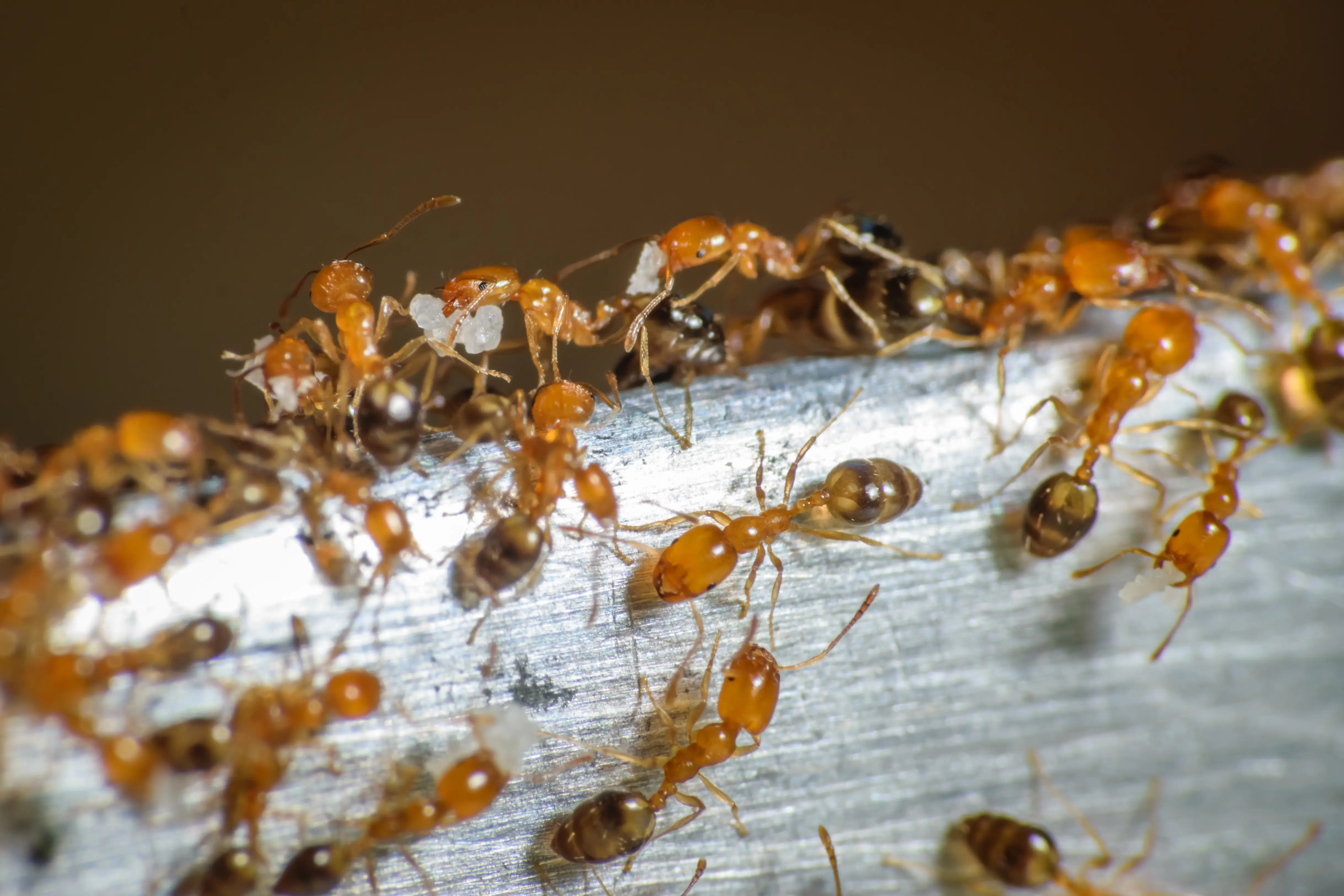 16 Common Types of Ants in California