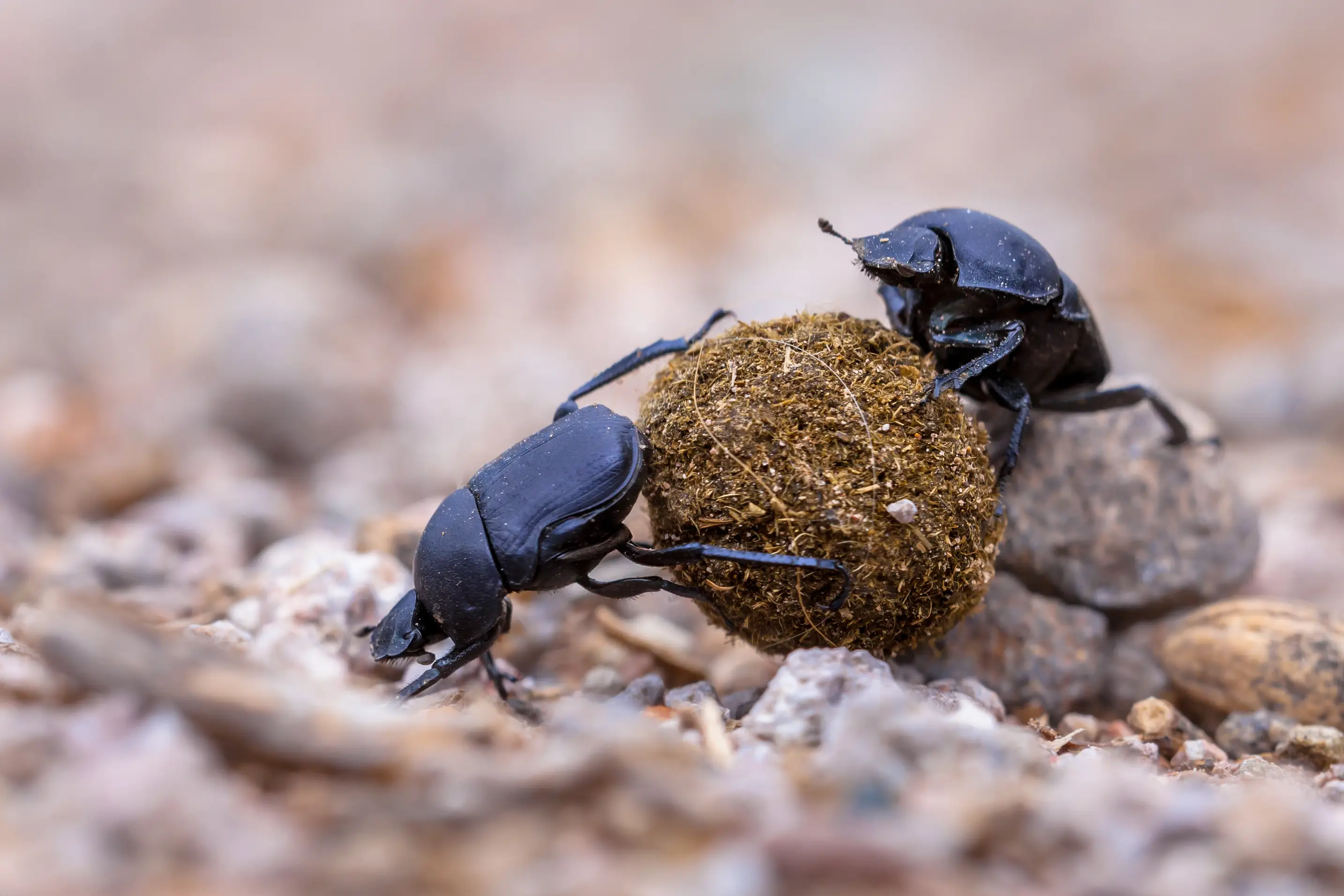 Common Types of Beetles Found in North American Homes