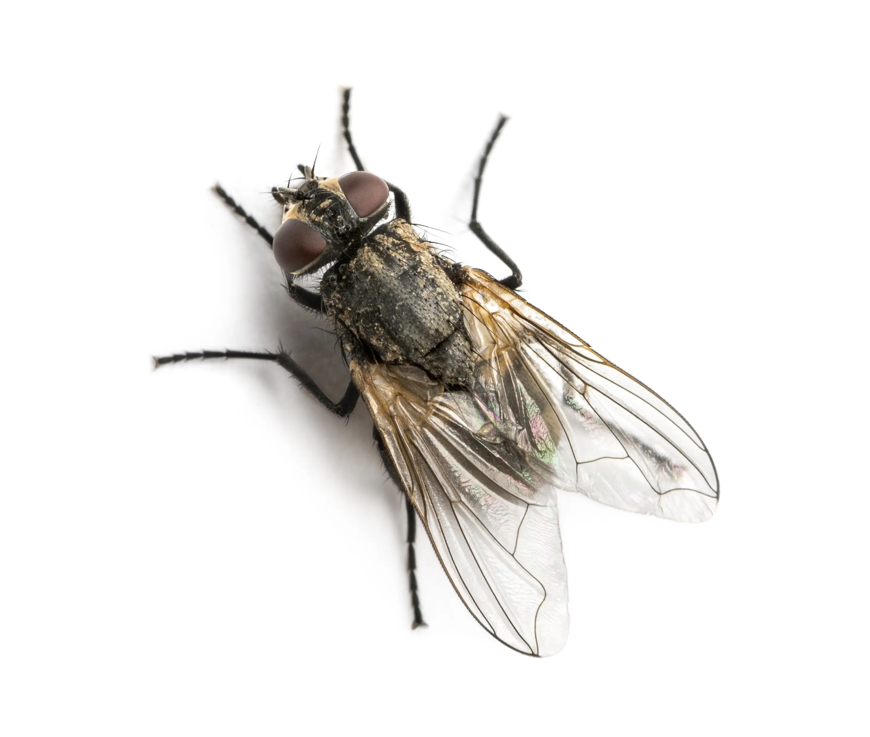 Different Types of Flies in North America: Complete Guide