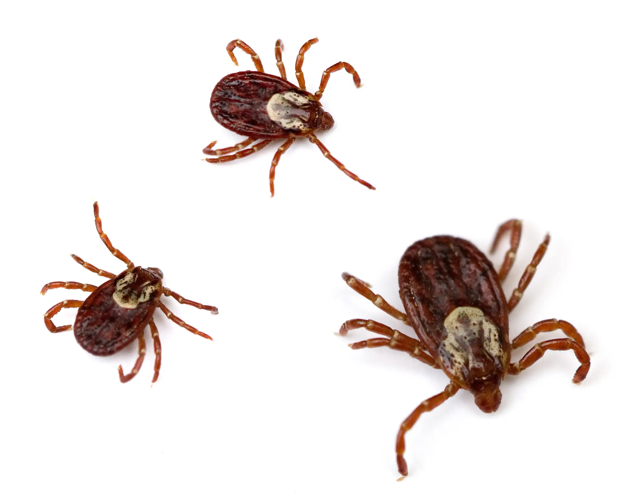 Different Types of Ticks Found in the United States