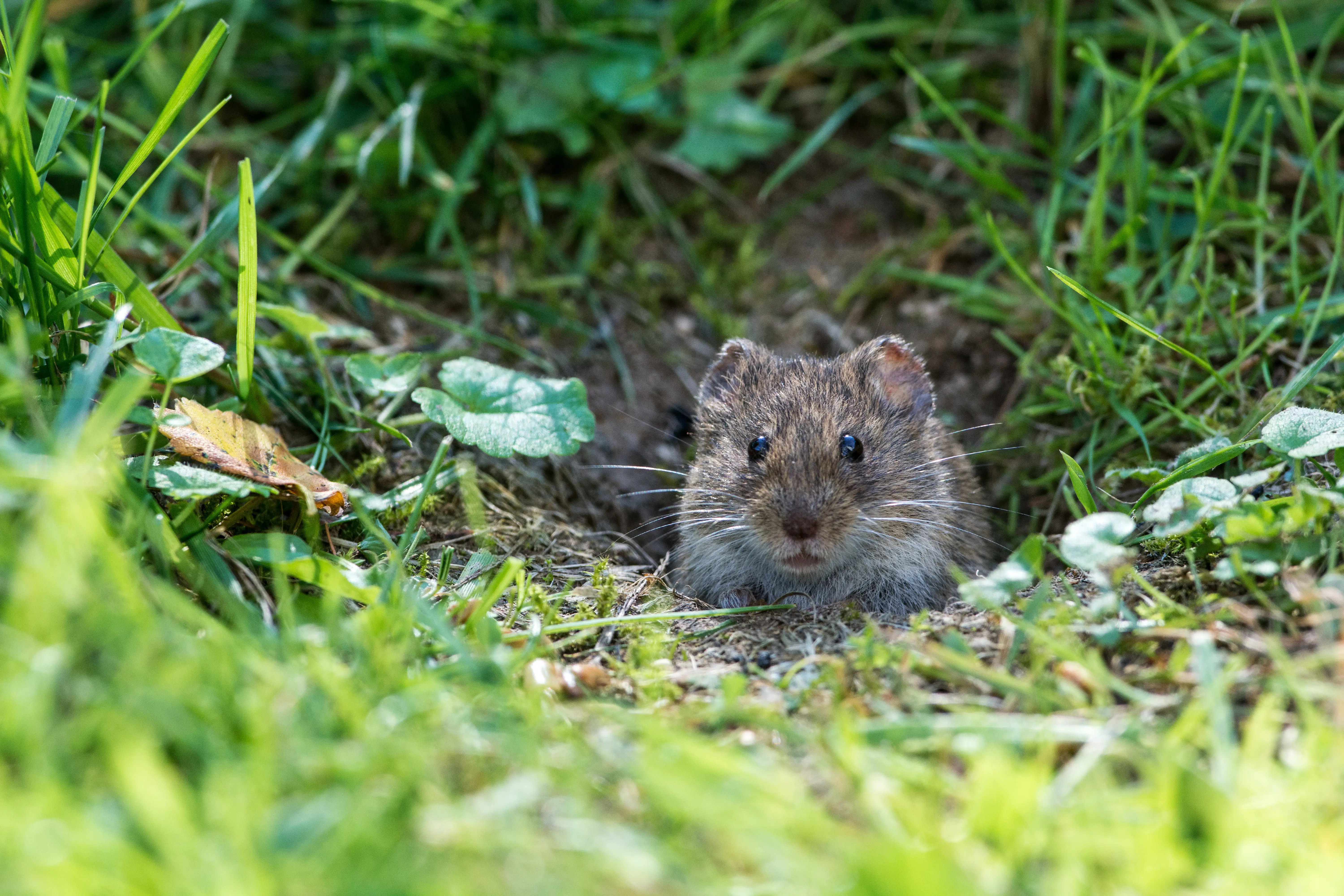 Professional vole control technician inspecting lawn for vole runways and burrow activity