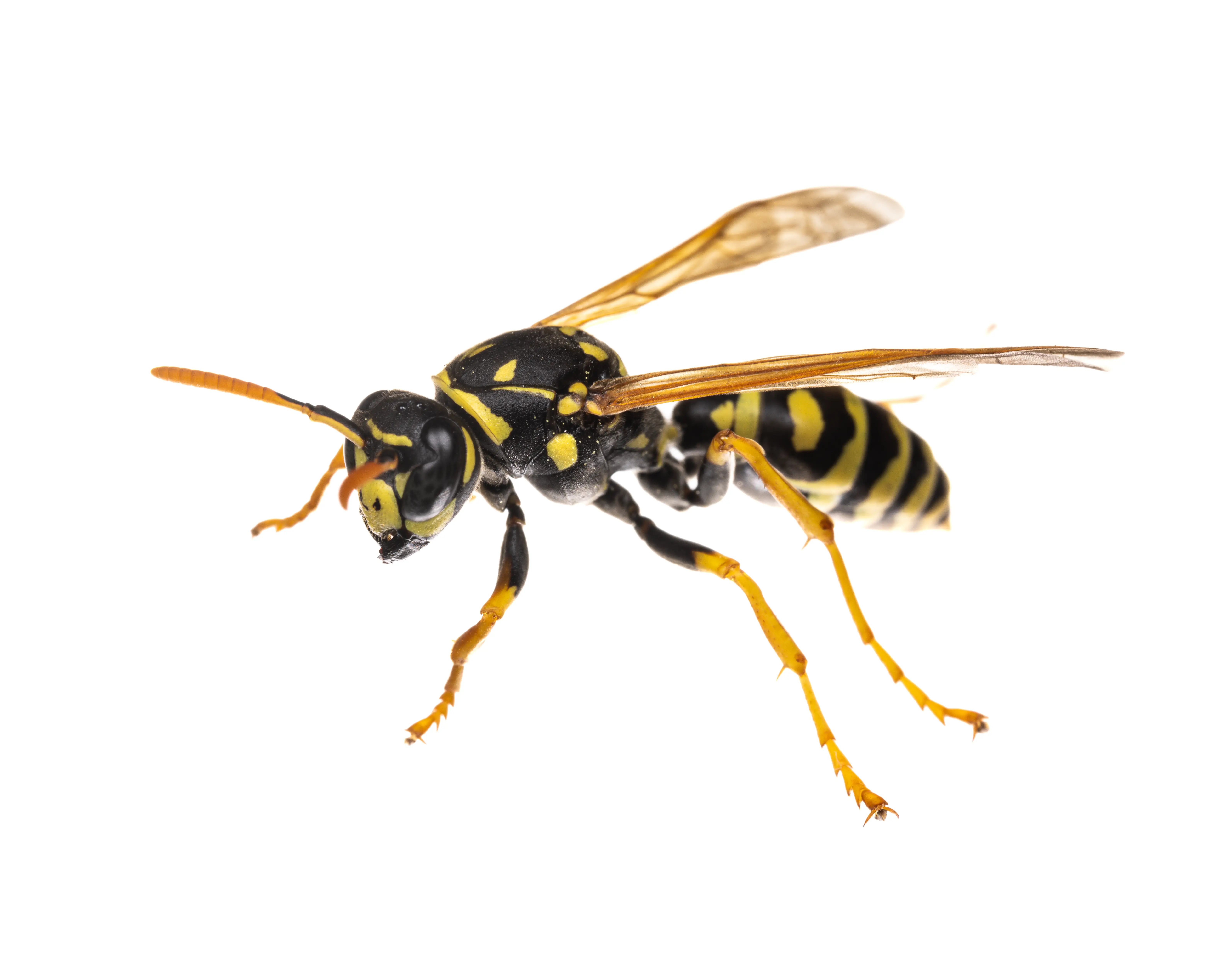 Are Wasps Dangerous? Stings, Swarms & When to Seek Help