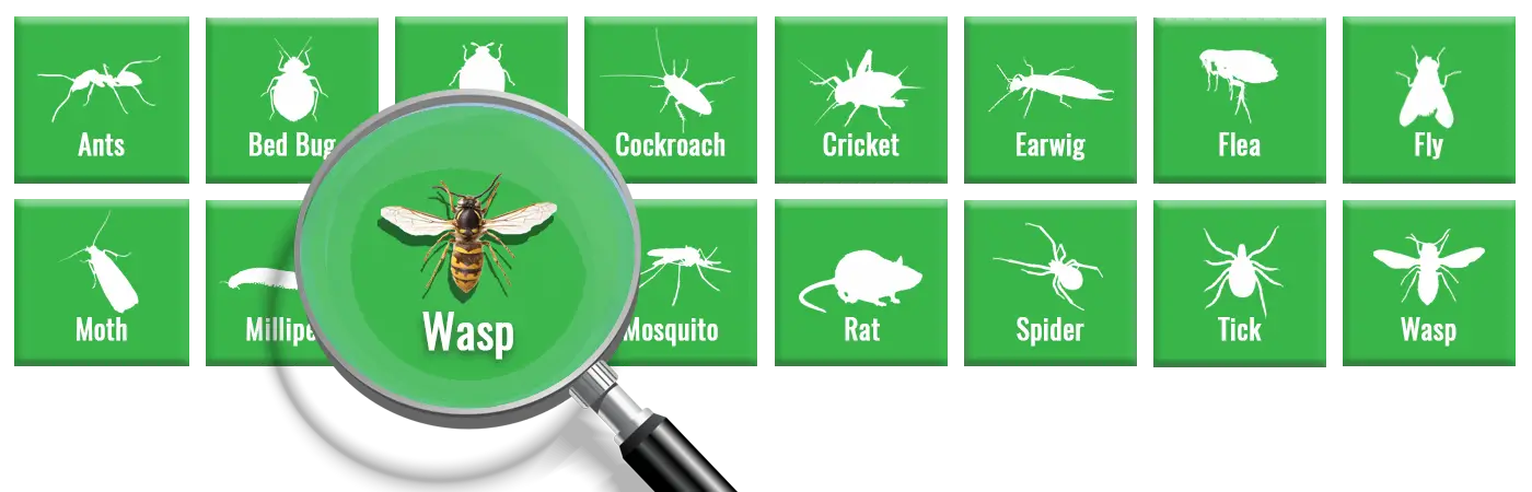 How Long Do Wasps Live? Lifespan, Life Cycle & Seasonal Activity