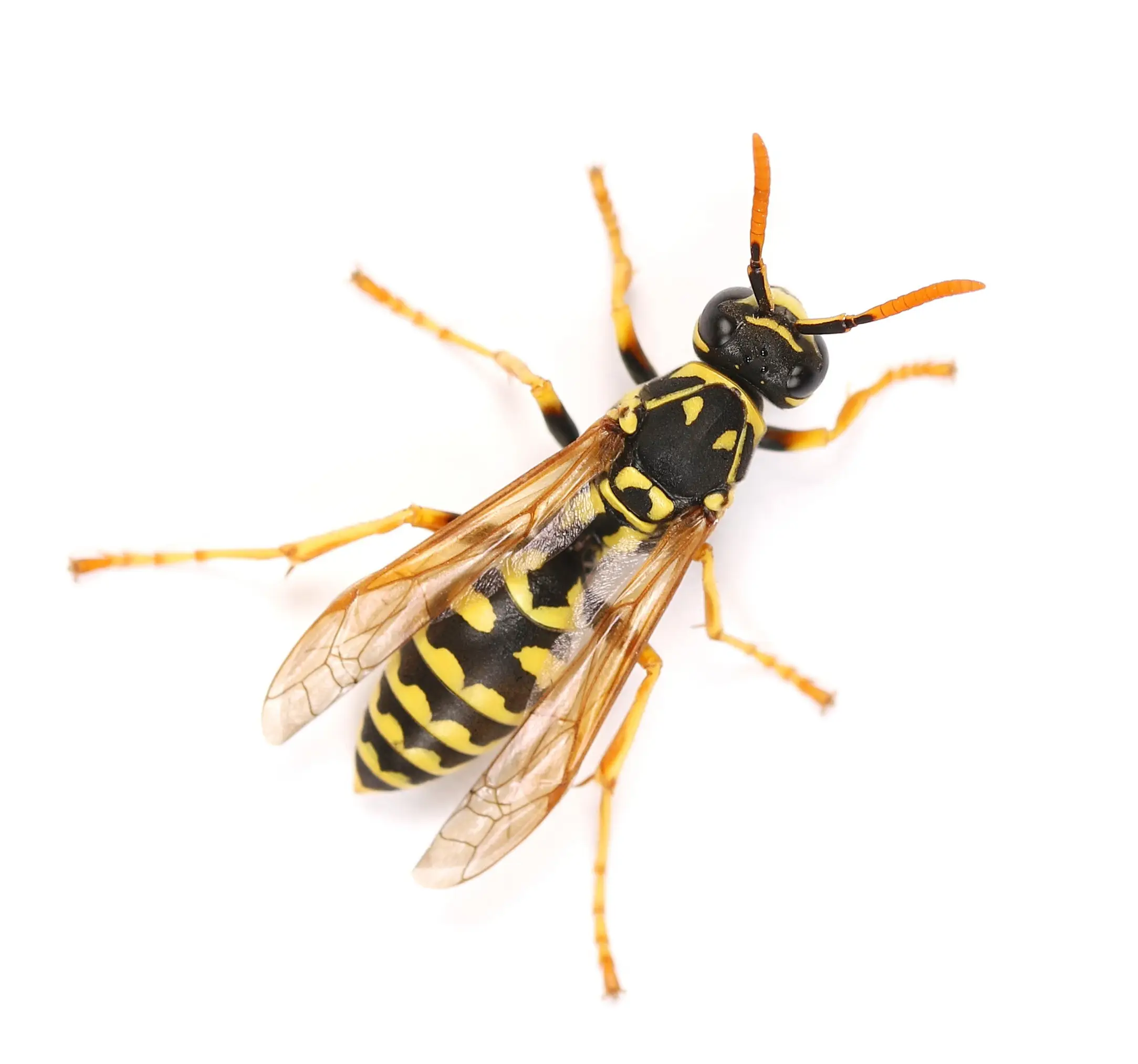 Are Wasps Pollinators? Their Role in Pollination & Benefits