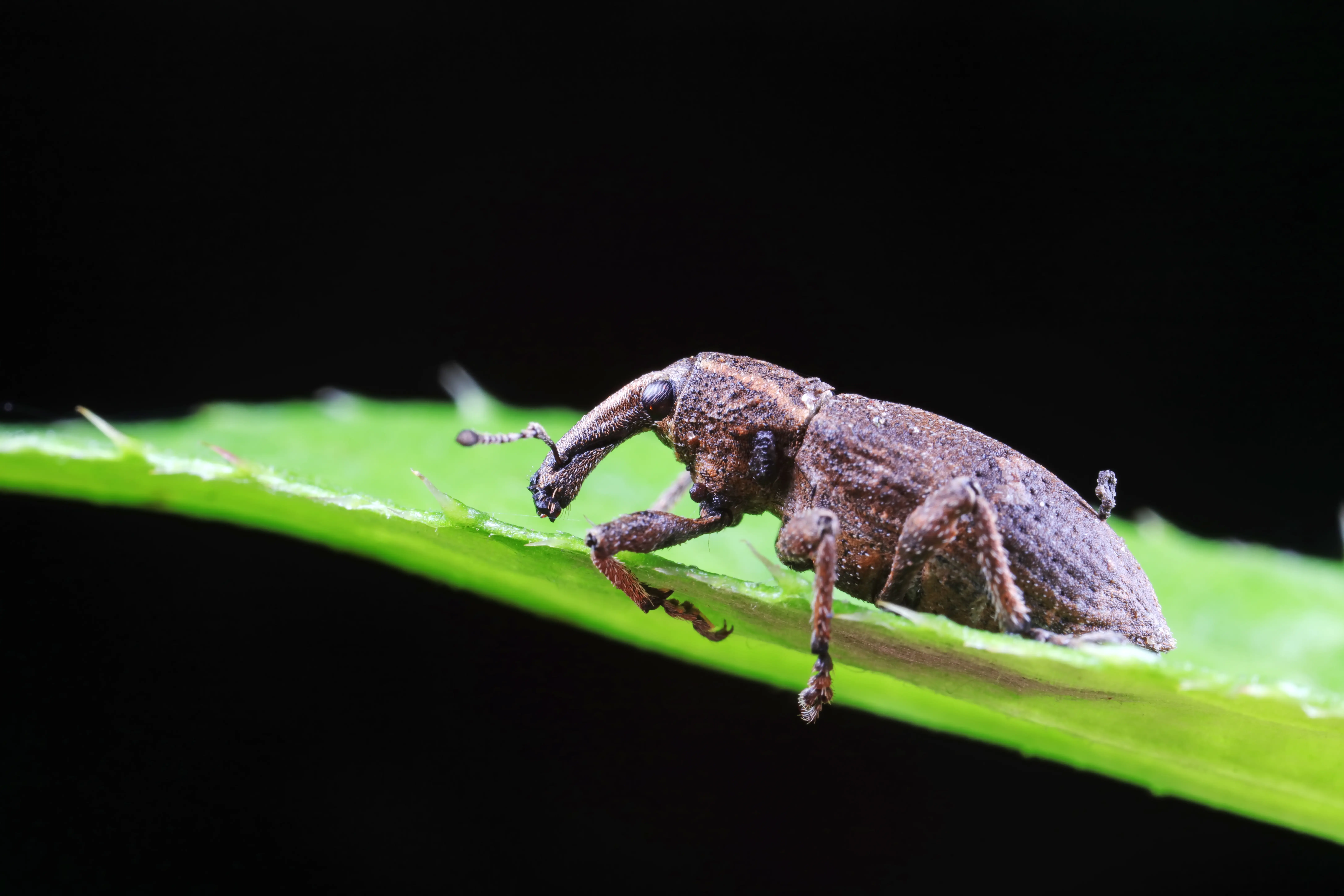 Professional weevil control technician inspecting pantry or treating garden for weevil infestation